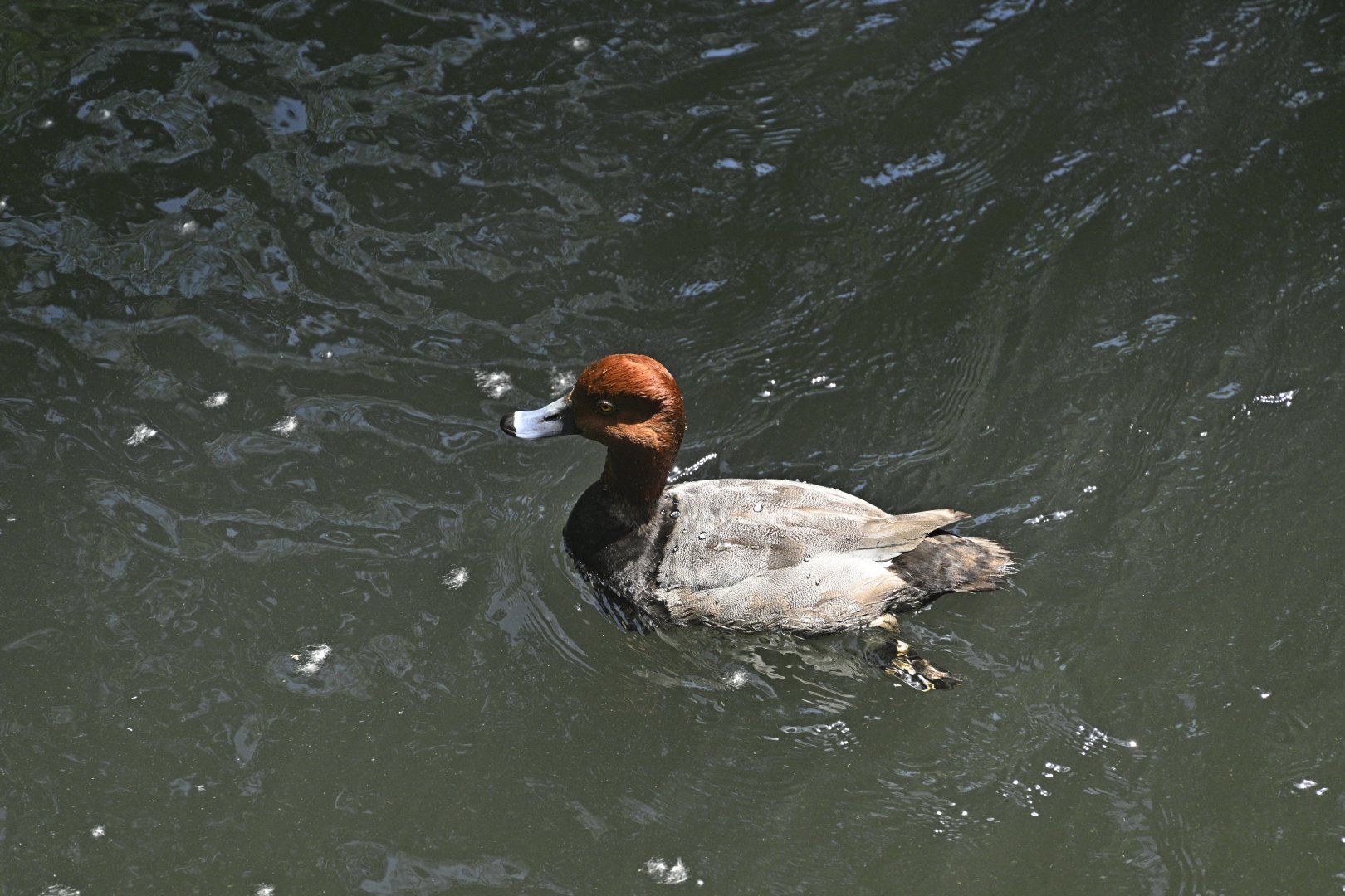 Wetlands - Redhead (Aythya americana)