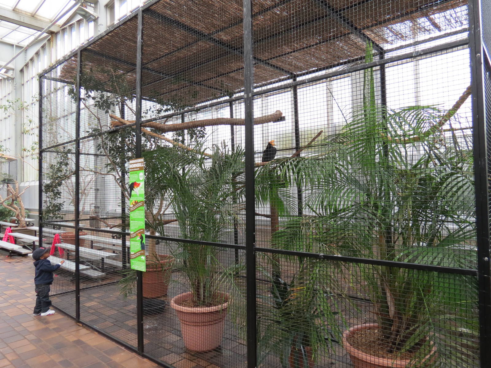 Wetlands - Rhinoceros Hornbill Exhibit