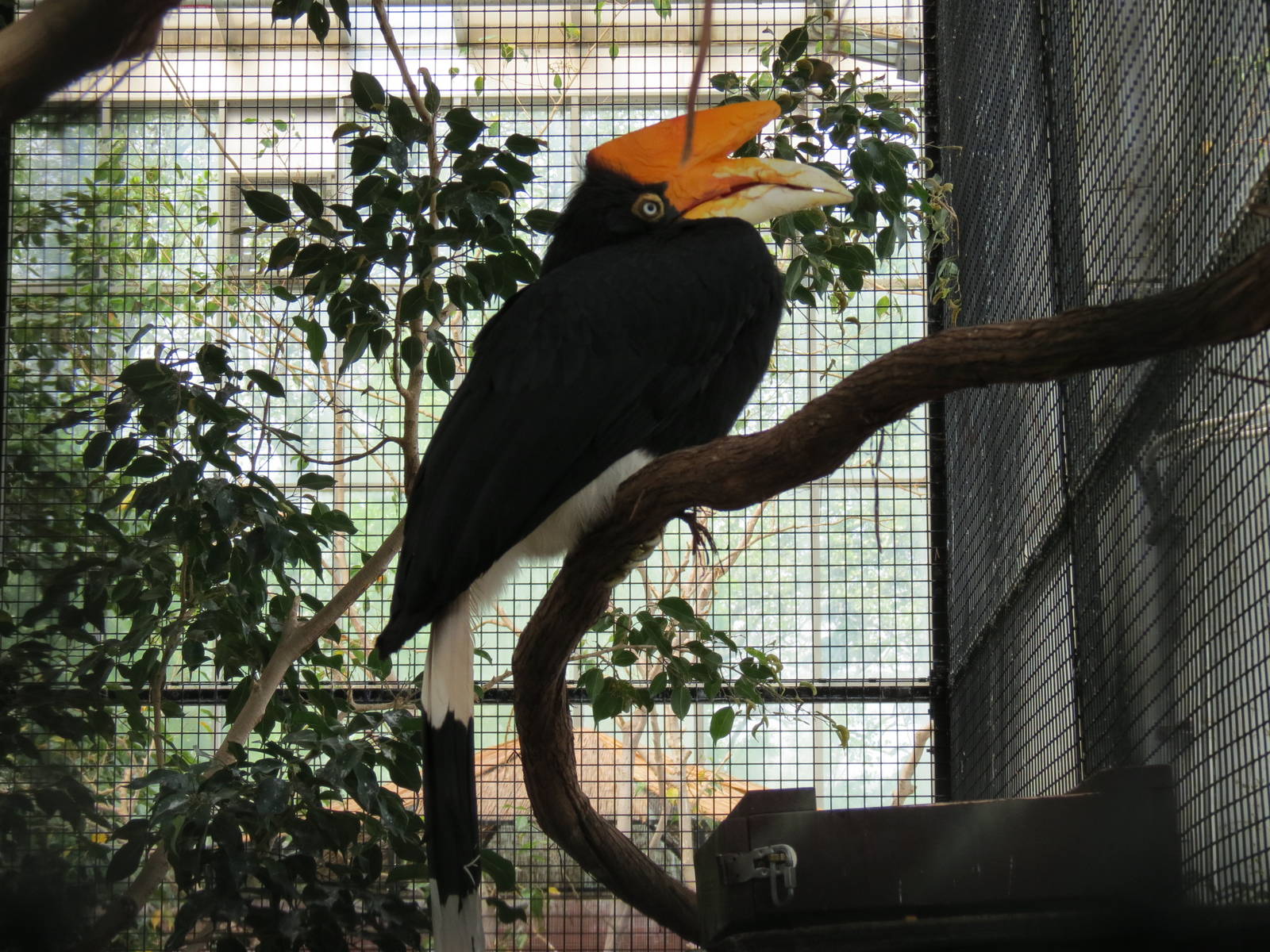 Wetlands - Rhinoceros Hornbill