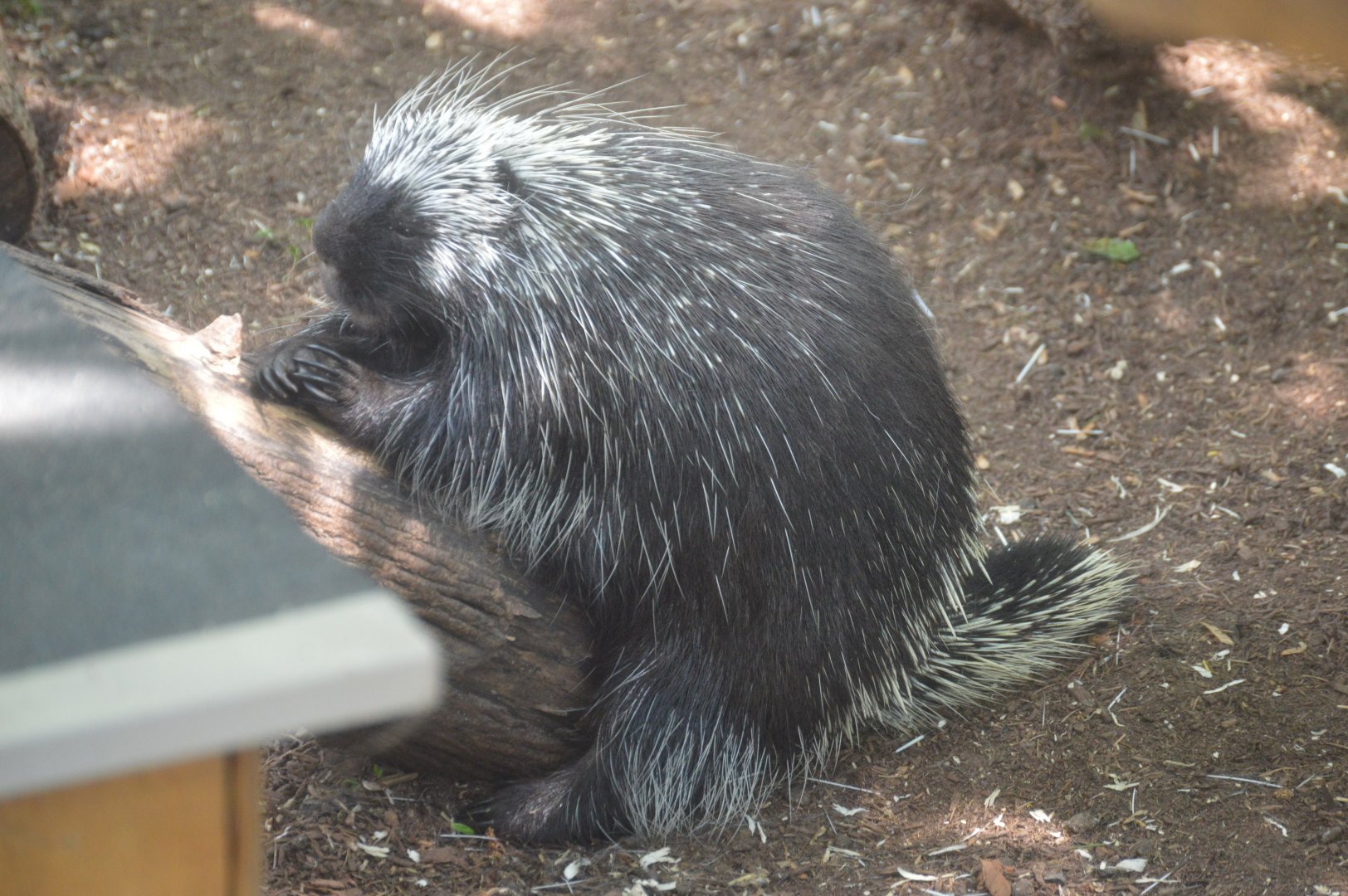 Wetlands - Rime the North American Porcupine