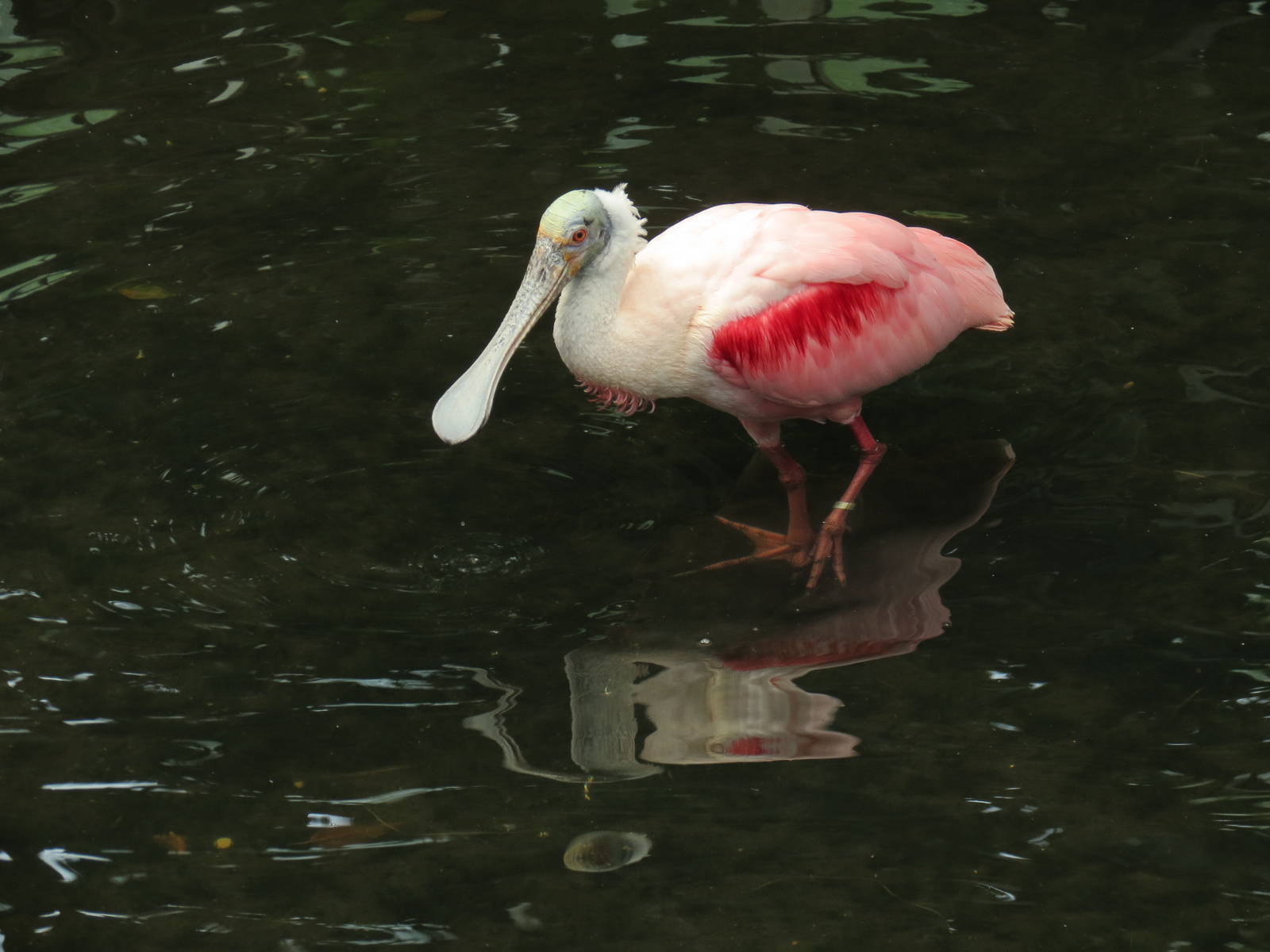 Wetlands - Roseate Spoonbill