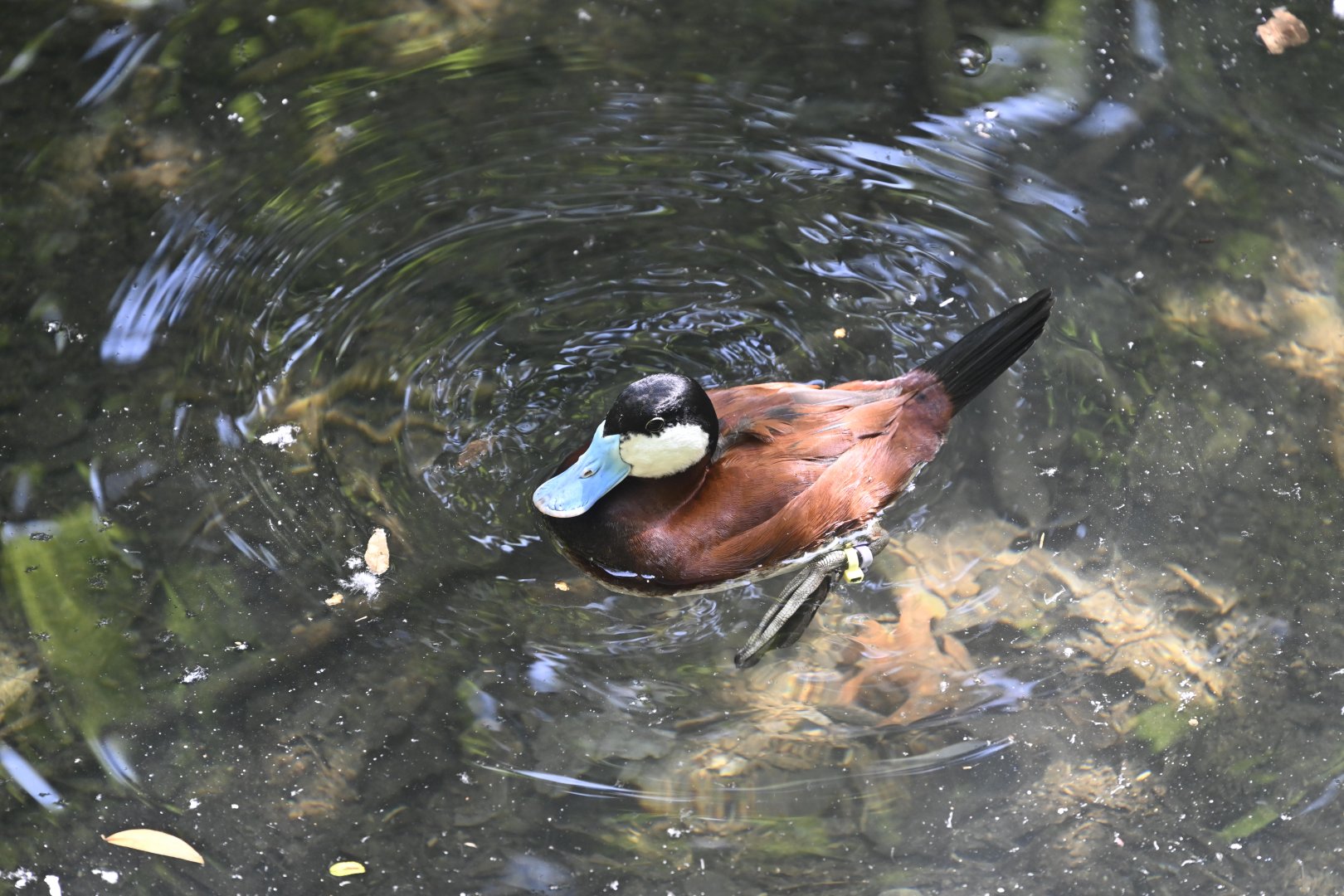 Wetlands - Ruddy Duck (Oxyura jamaicensis)