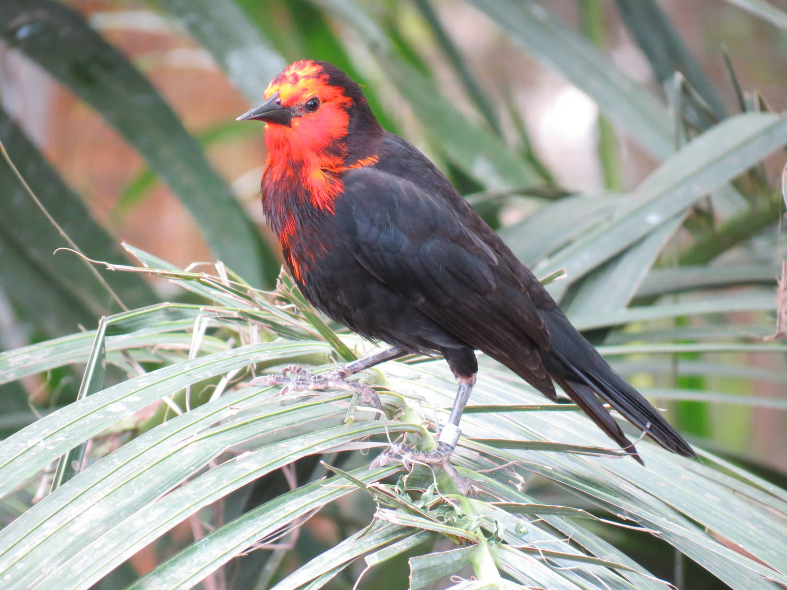 Wetlands - Scarlet-headed Blackbird
