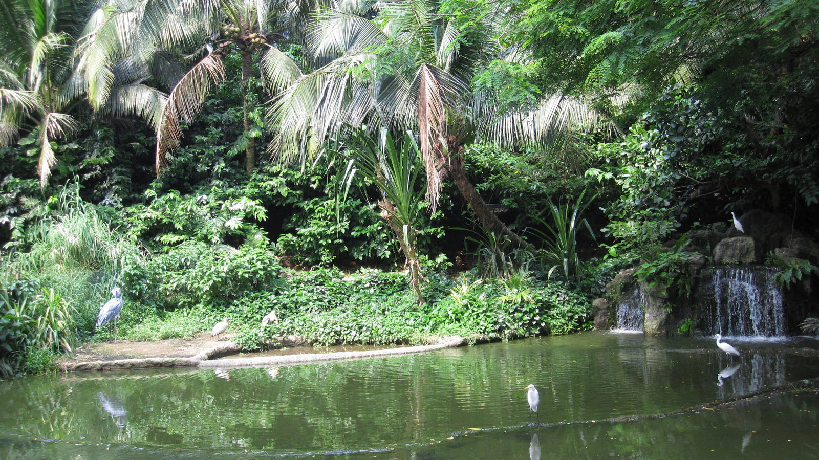 Wetlands - Shoebill exhibit