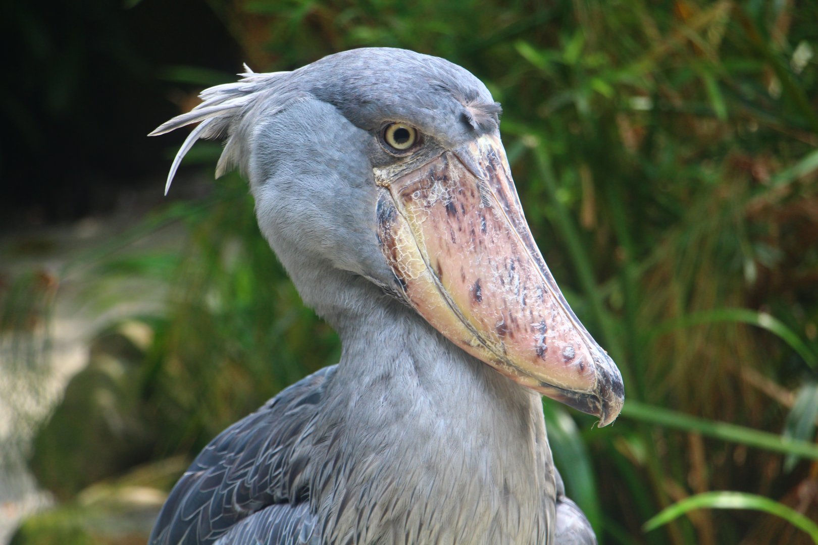 Wetlands - Shoebill