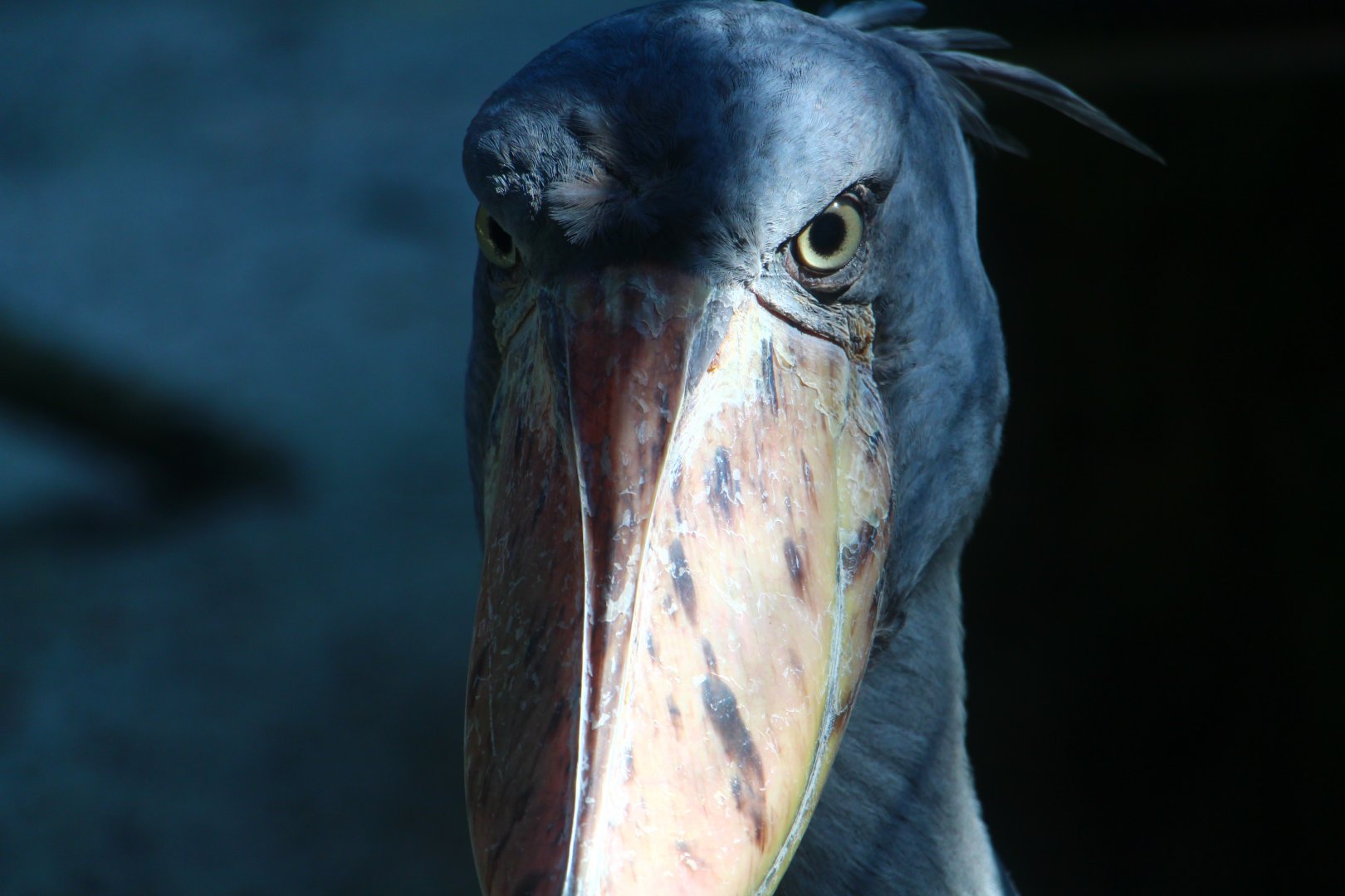 Wetlands - Shoebill