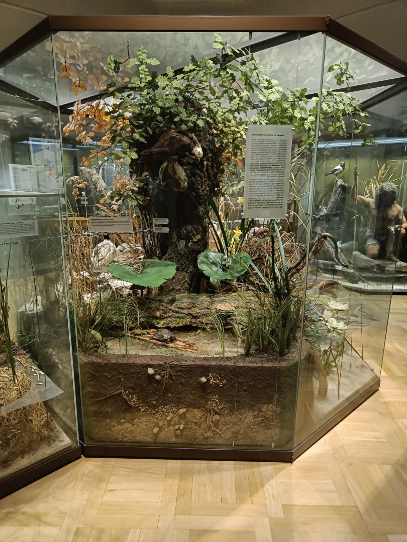 Wetlands species dioramas - Magdeburg Museum