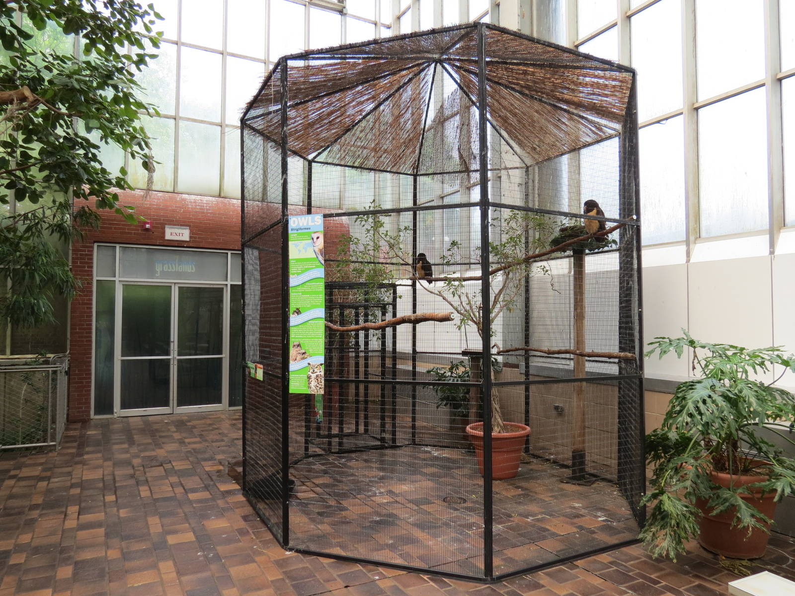 Wetlands - Spectacled Owl Exhibit