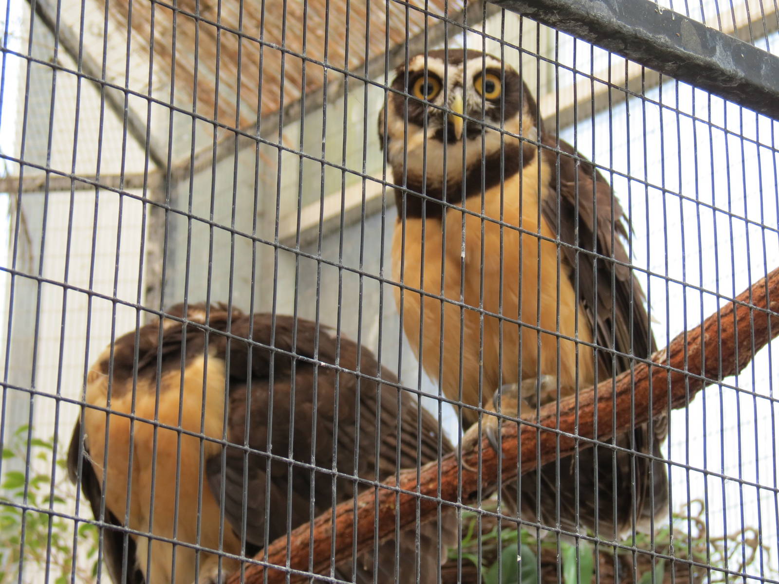 Wetlands - Spectacled Owl