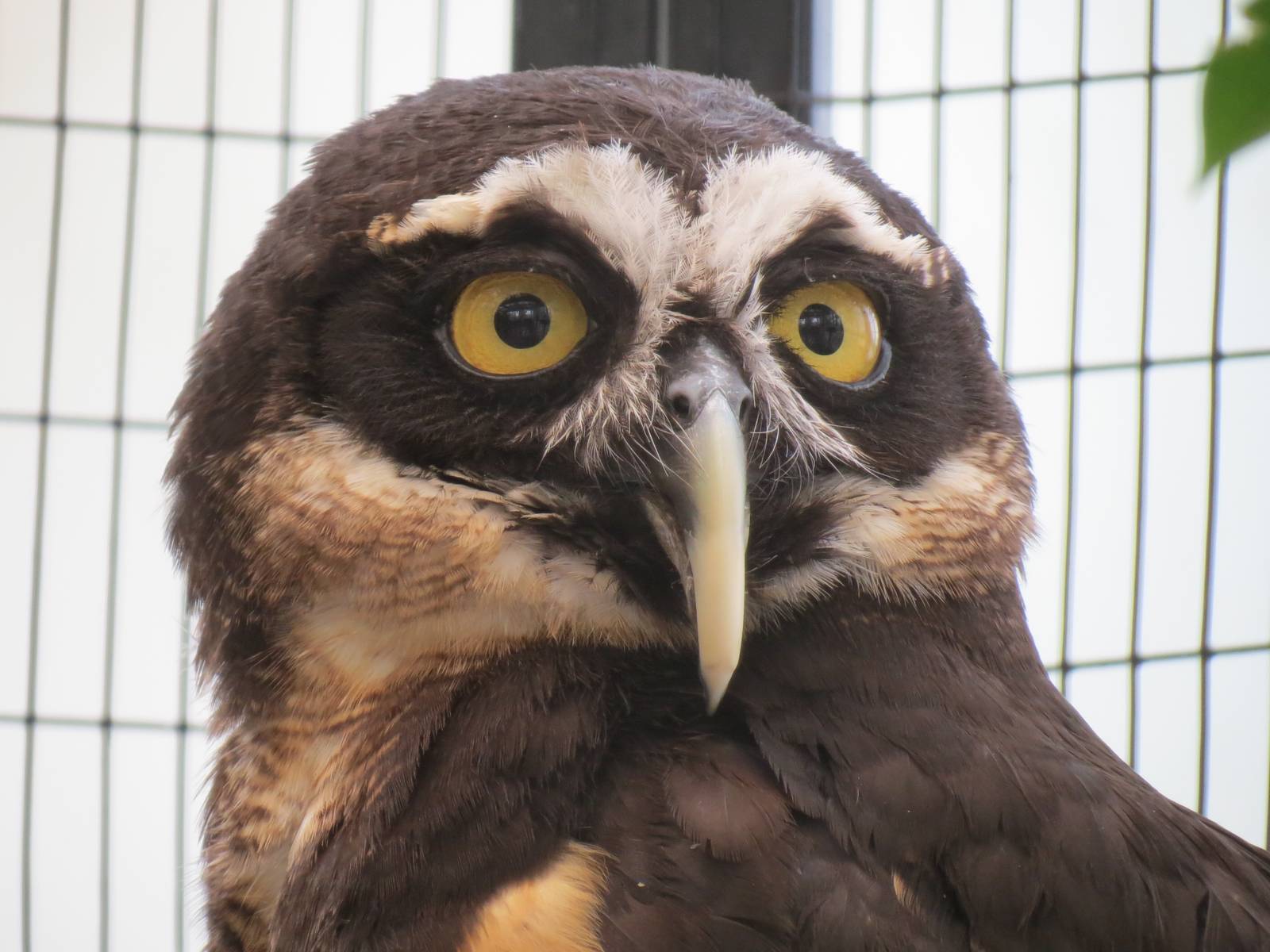 Wetlands - Spectacled Owl