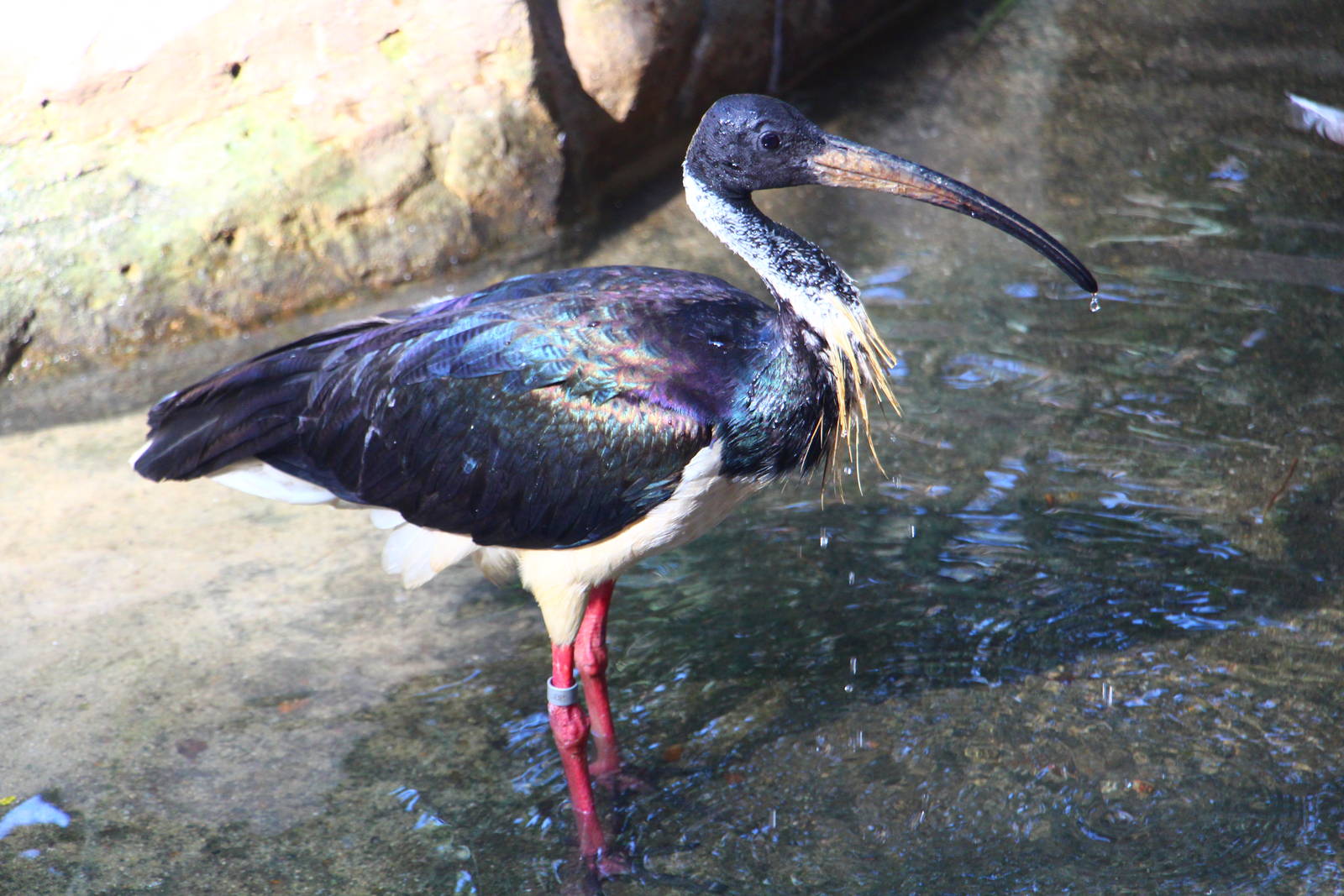 Wetlands - Straw-necked Ibis