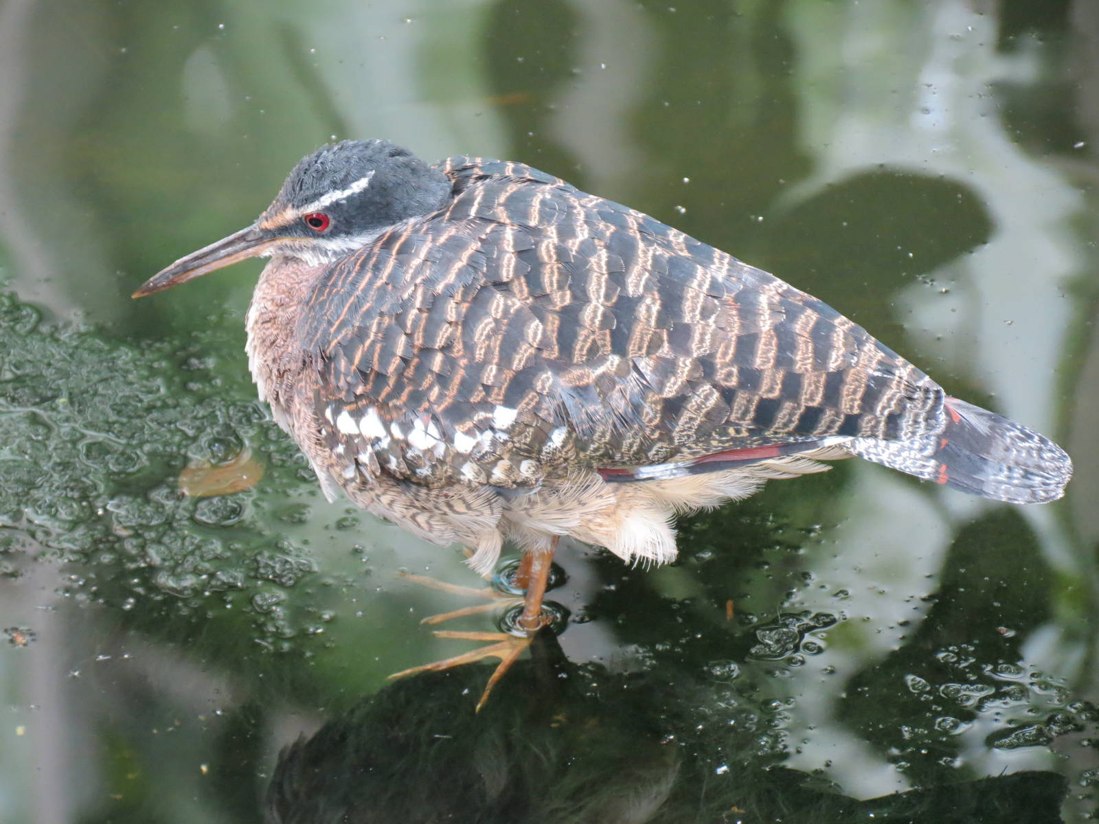 Wetlands - Sunbittern