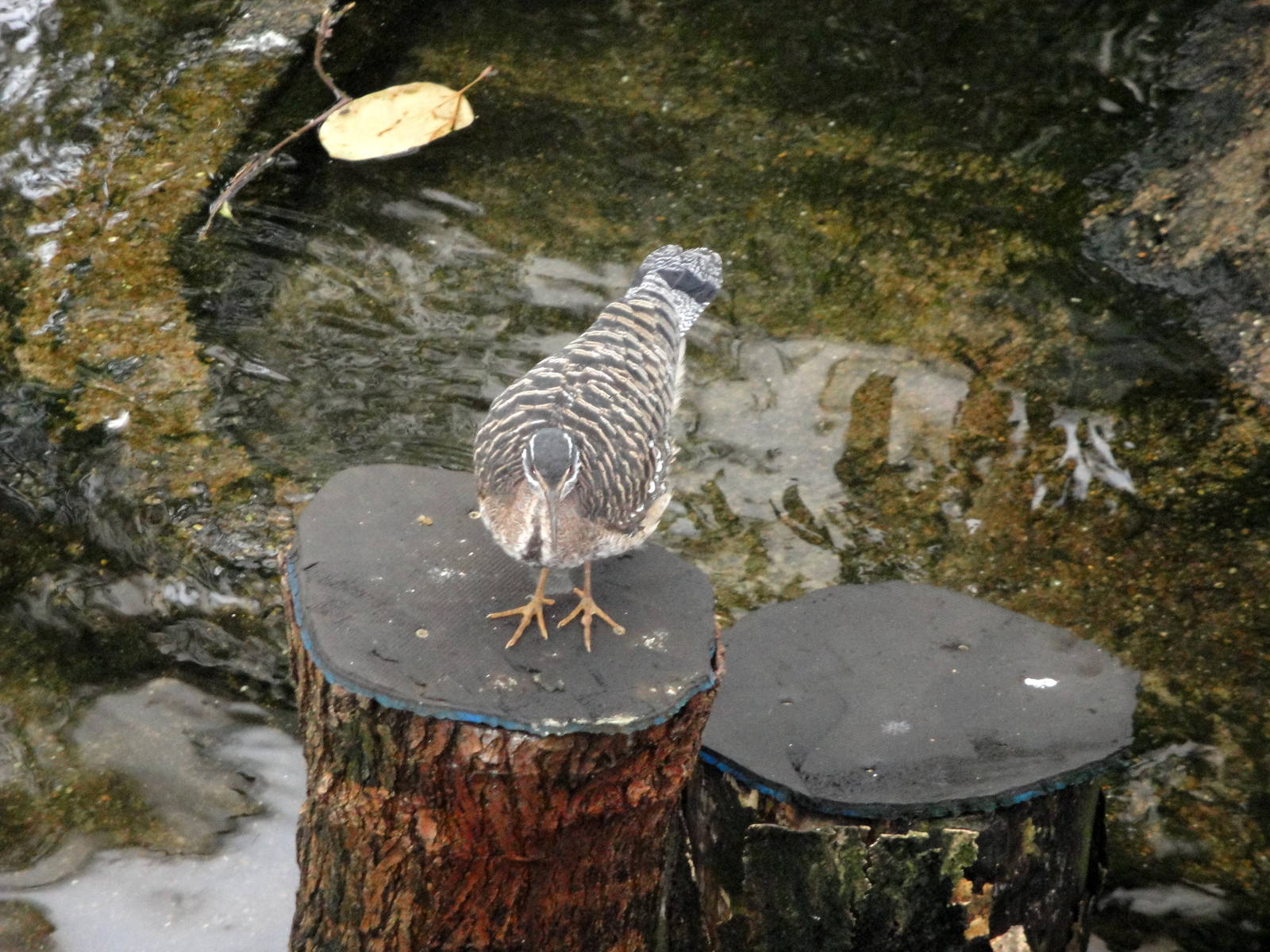Wetlands - Sunbittern