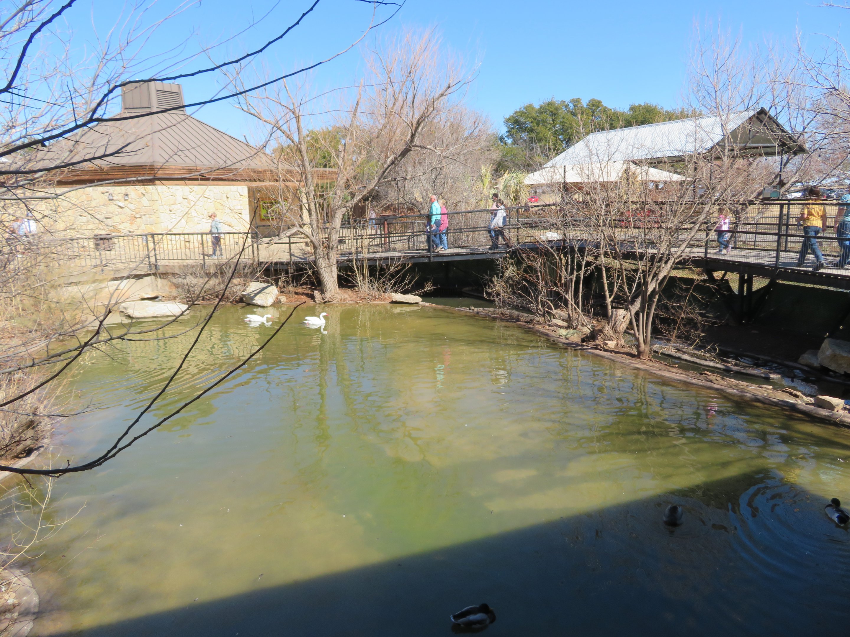 Wetlands - Swan Pond