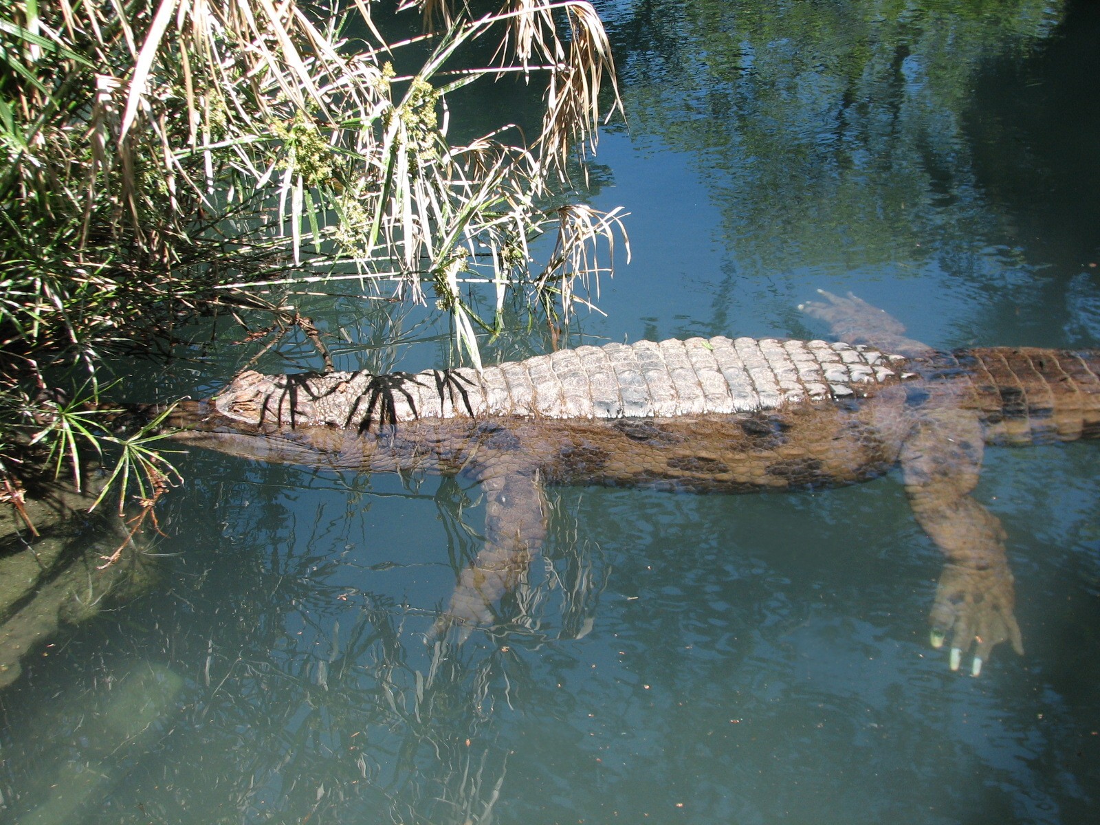 Wetlands - Tomistoma Exhibit