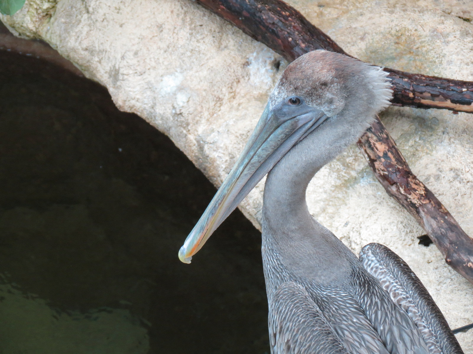 Wetlands Trail - Bay Shore Exhibit - Brown Pelican