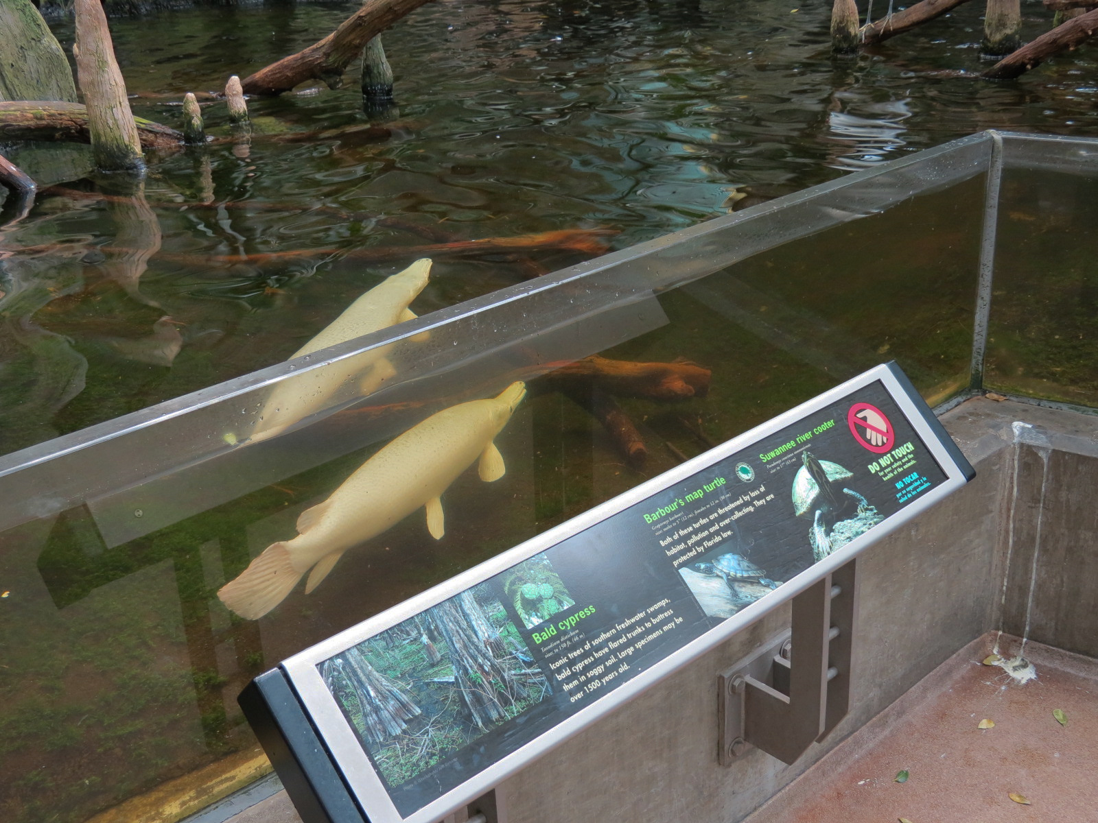 Wetlands Trail - Cypress Swamp Exhibit - Alligator Gar