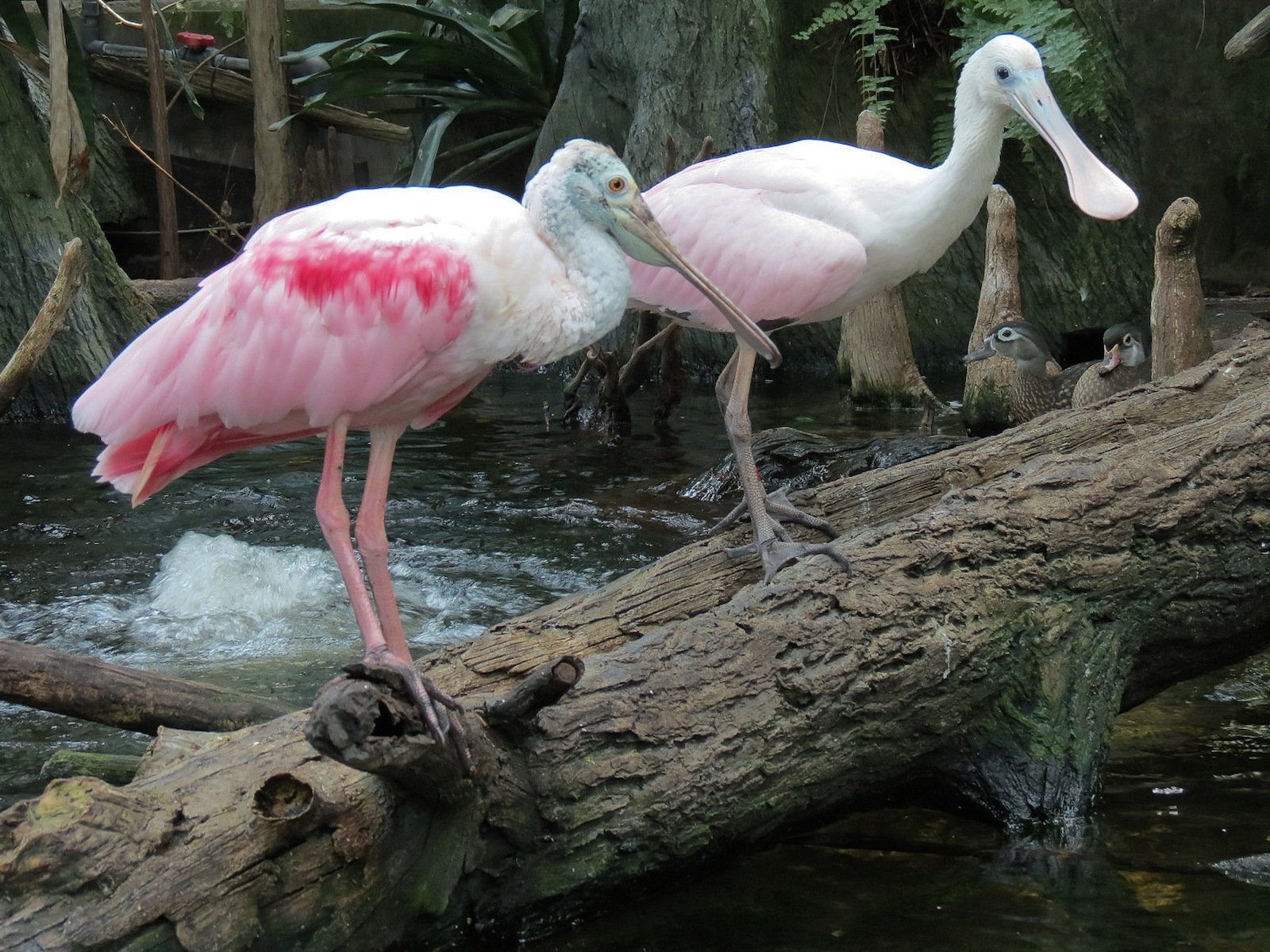 Wetlands Trail - Cypress Swamp Exhibit - Roseate Spoonbill