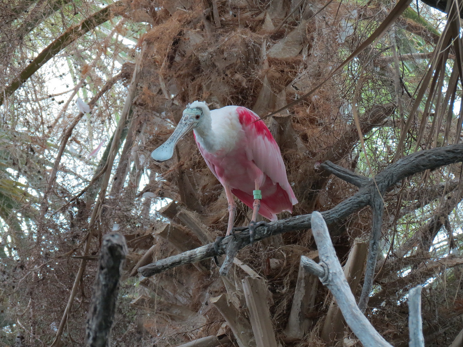 Wetlands Trail - Cypress Swamp Exhibit - Roseate Spoonbill