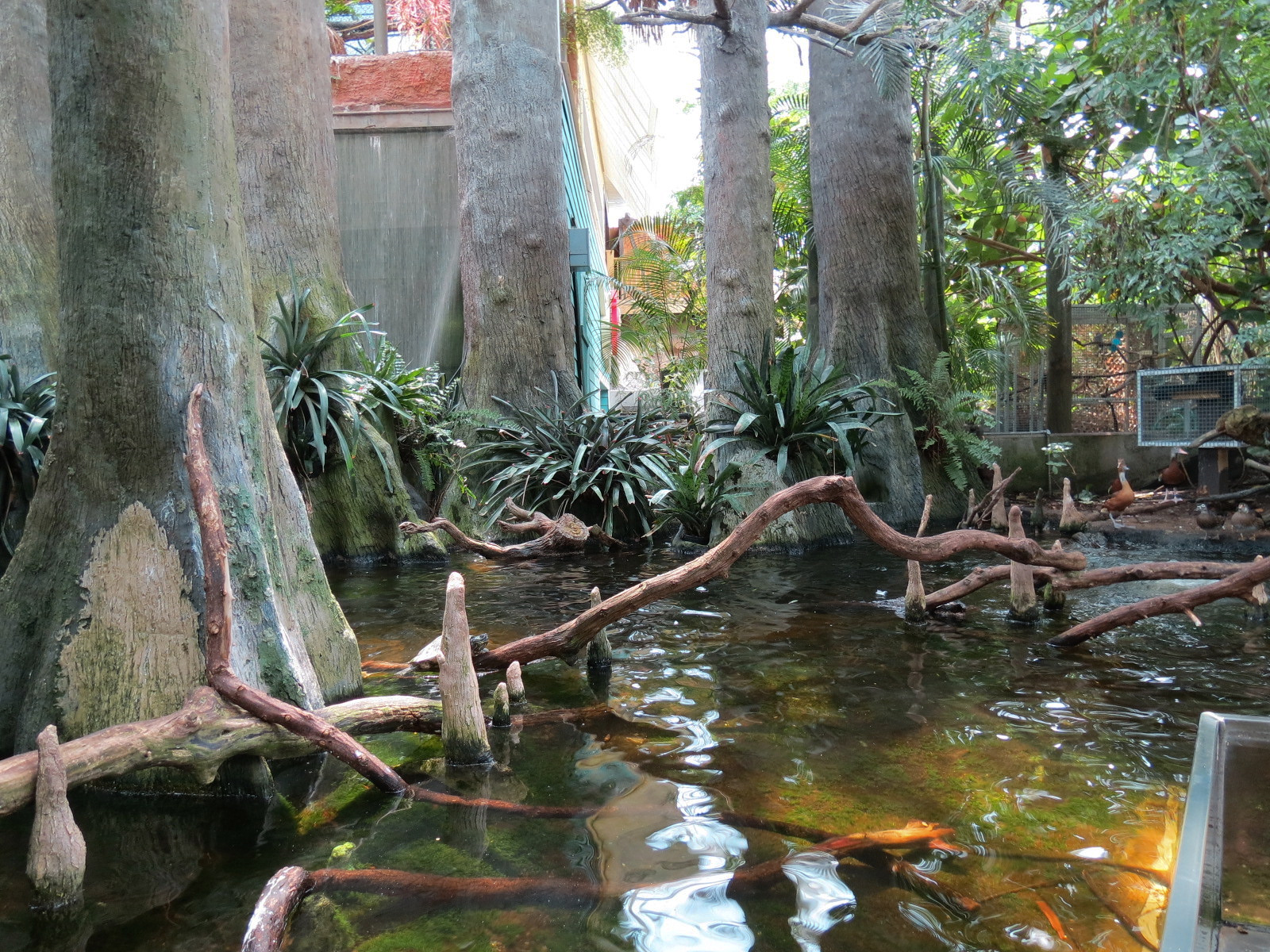 Wetlands Trail - Cypress Swamp Exhibit