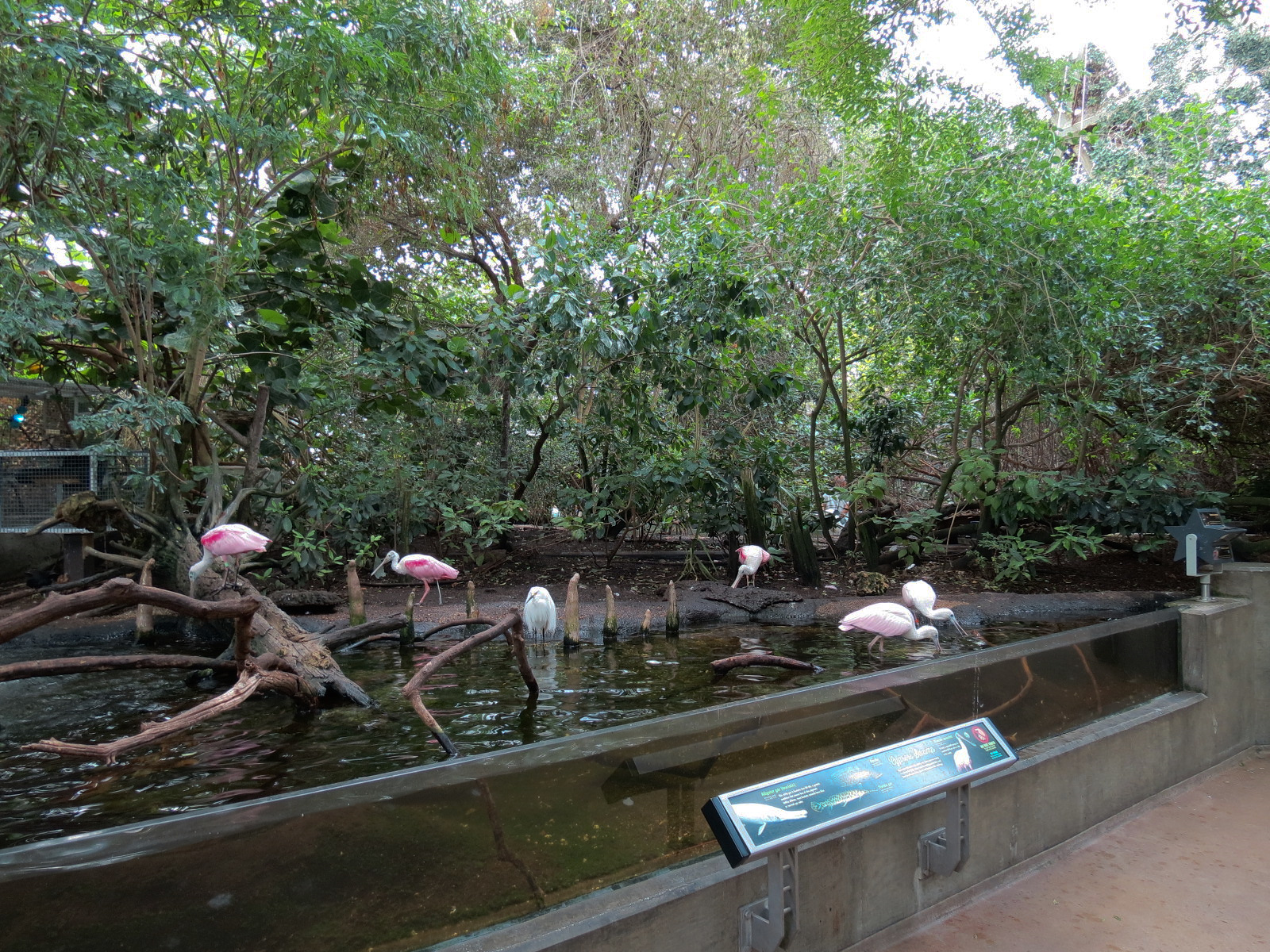 Wetlands Trail - Cypress Swamp Exhibit