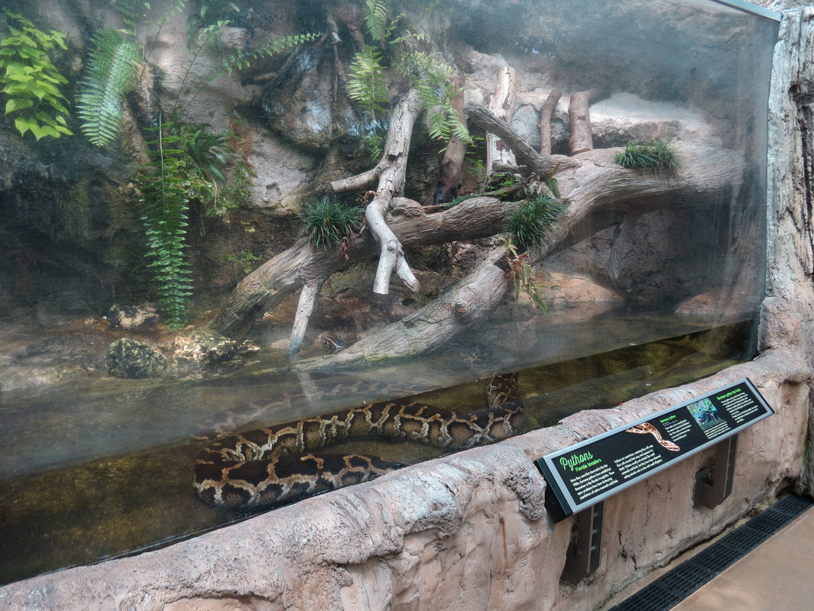 Wetlands Trail - Invasive Python Exhibit - Burmese Python