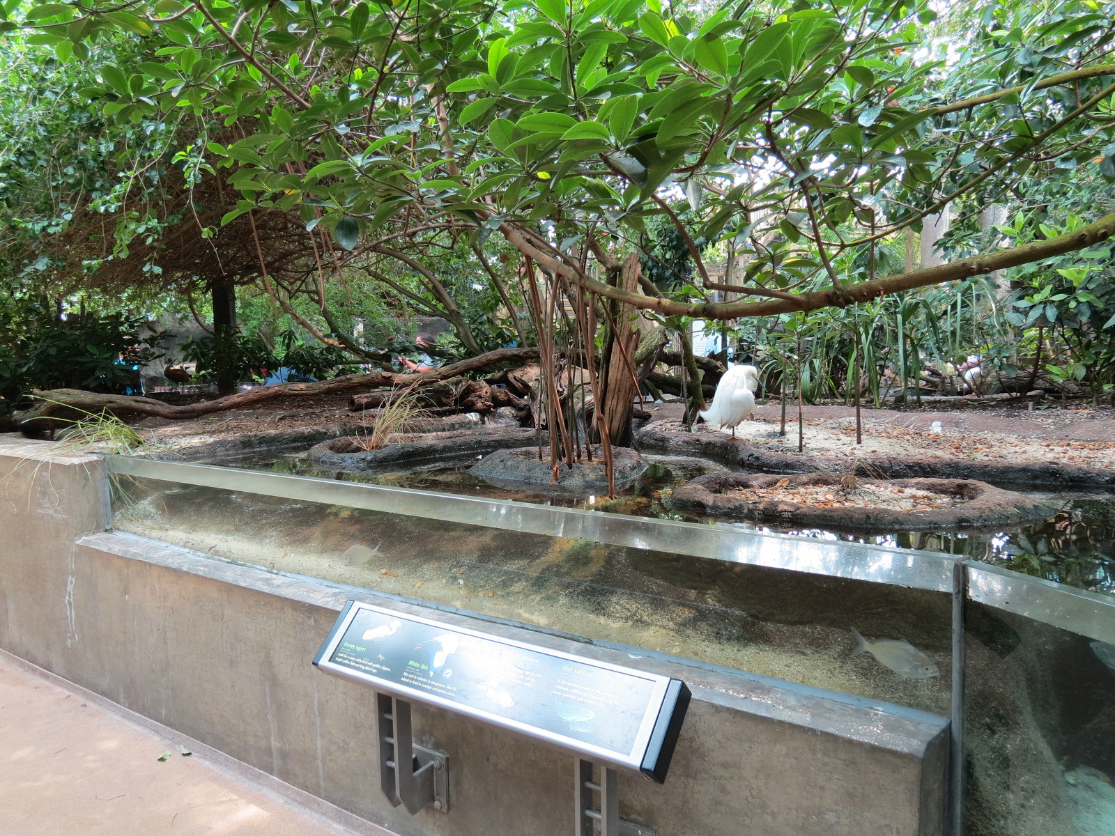 Wetlands Trail - Mangrove Forest Exhibit