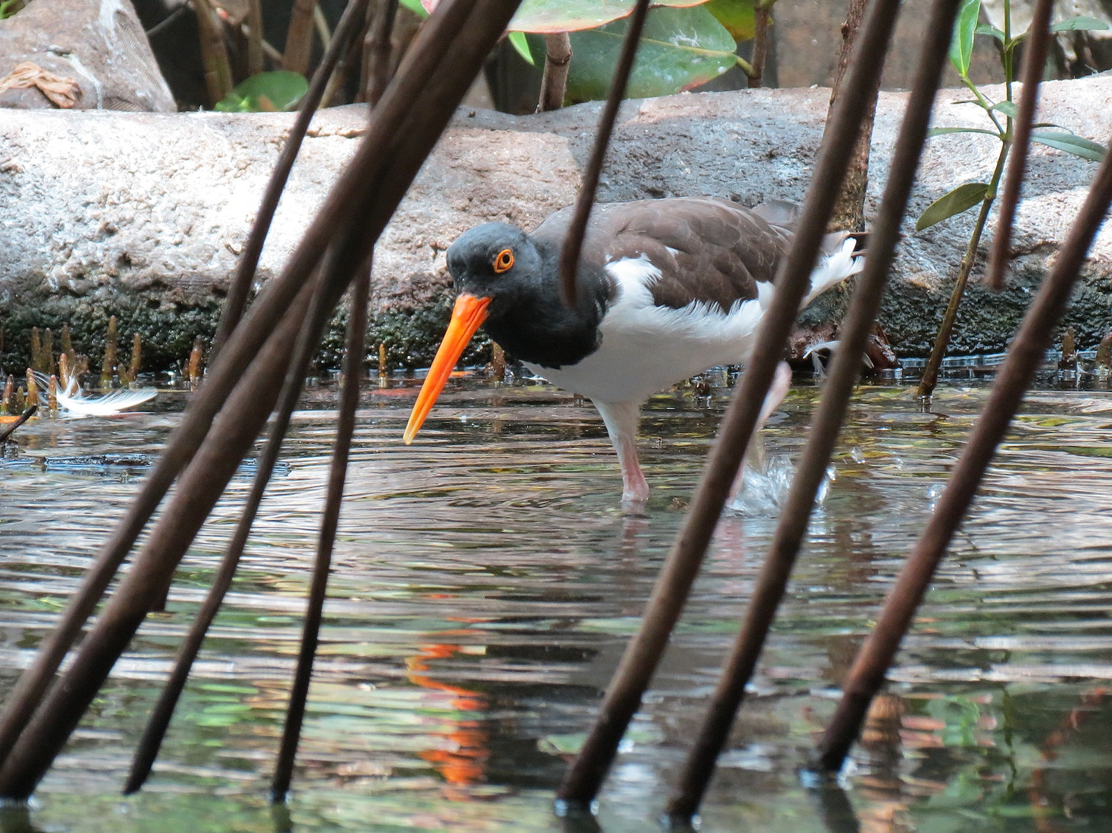 Wetlands Trail - Mangrove Tunnel Exhibit - American Oystercatcher