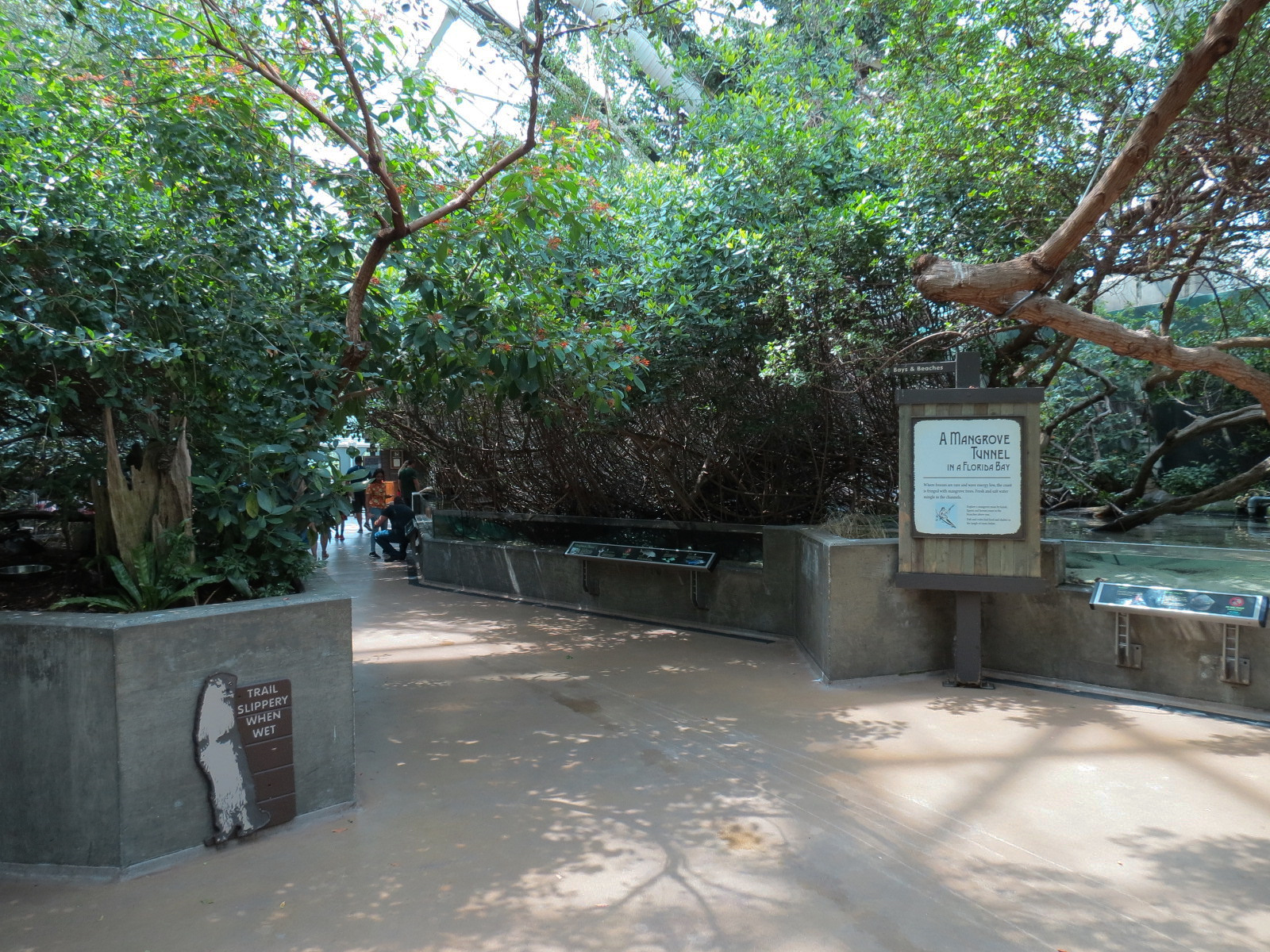 Wetlands Trail - Mangrove Tunnel Exhibit