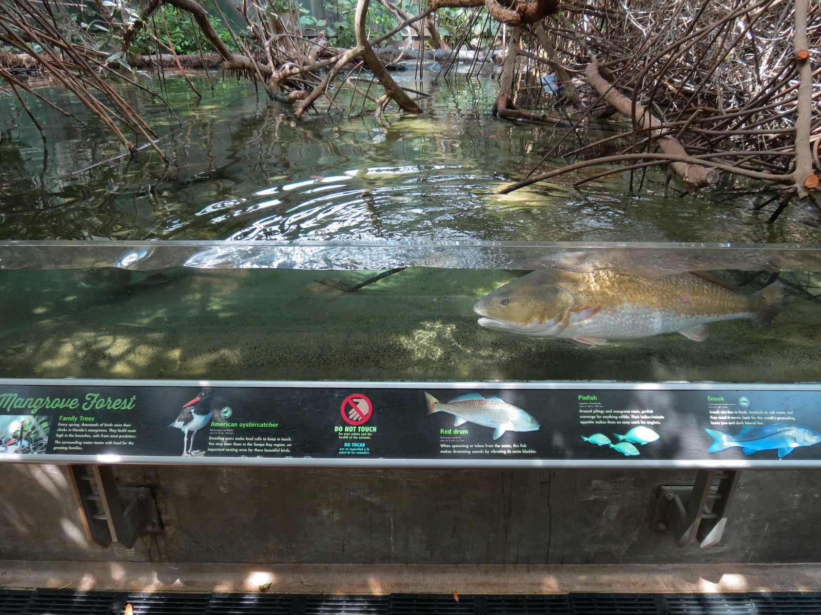 Wetlands Trail - Mangrove Tunnel Exhibit