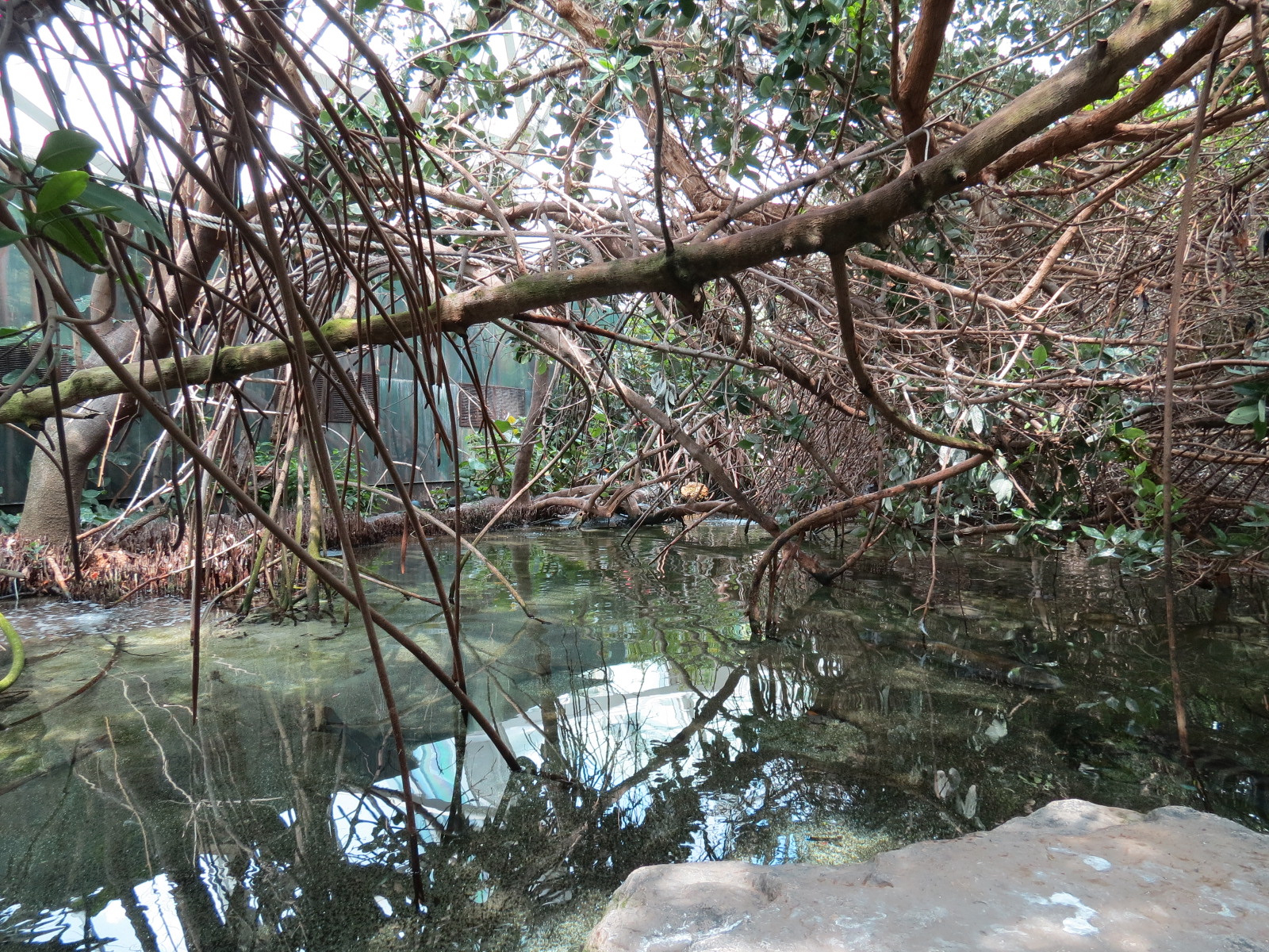 Wetlands Trail - Mangrove Tunnel Exhibit