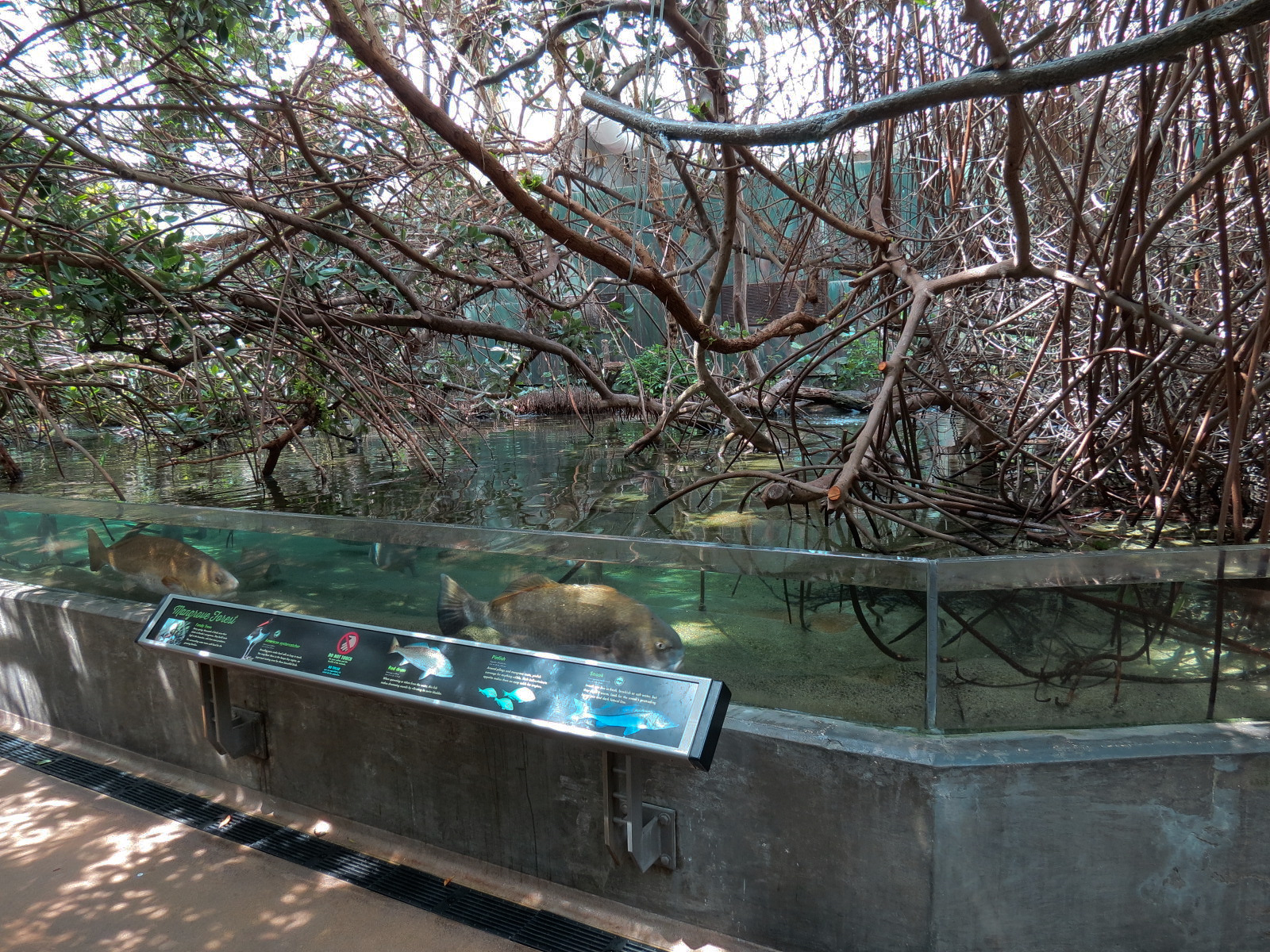 Wetlands Trail - Mangrove Tunnel Exhibit