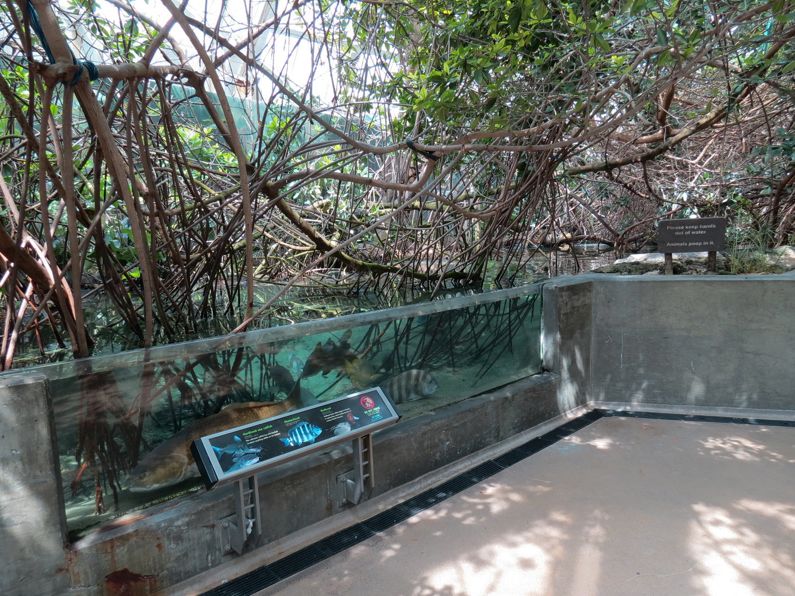 Wetlands Trail - Mangrove Tunnel Exhibit