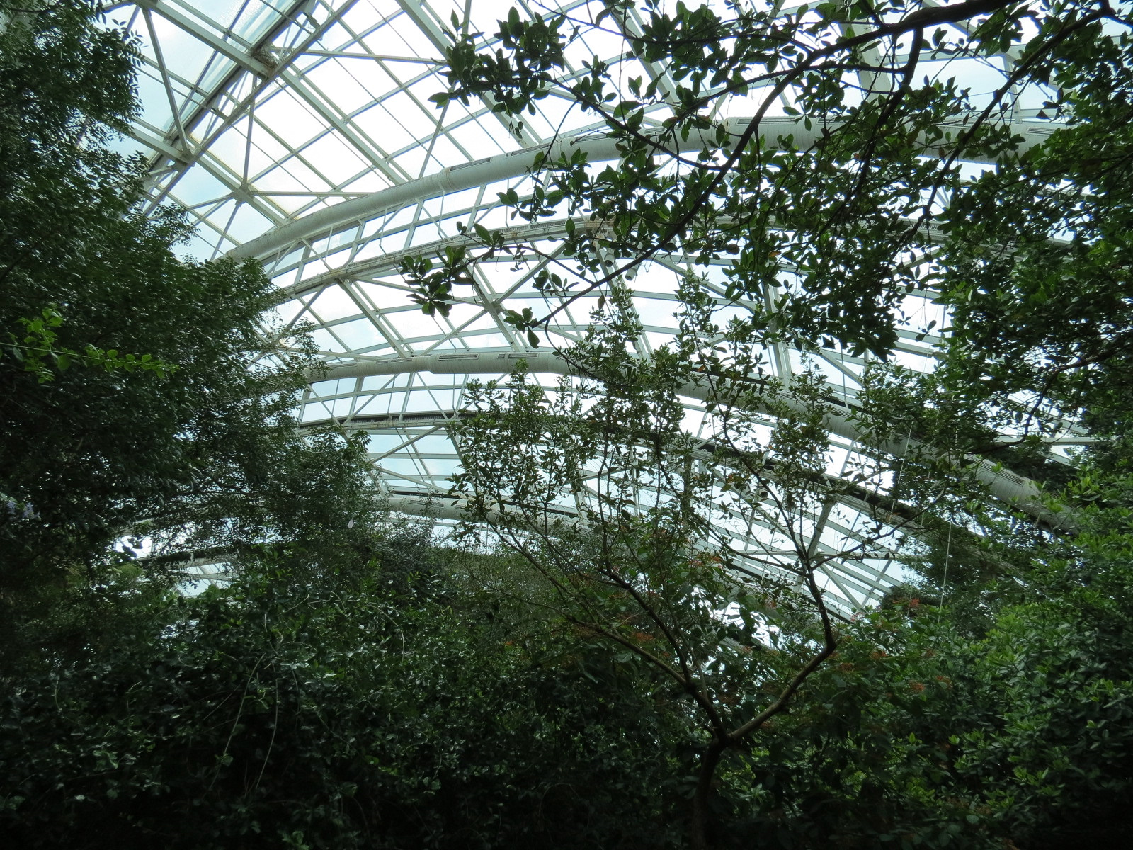 Wetlands Trail - Skylit Roof Above Mangrove Tunnel Exhibit