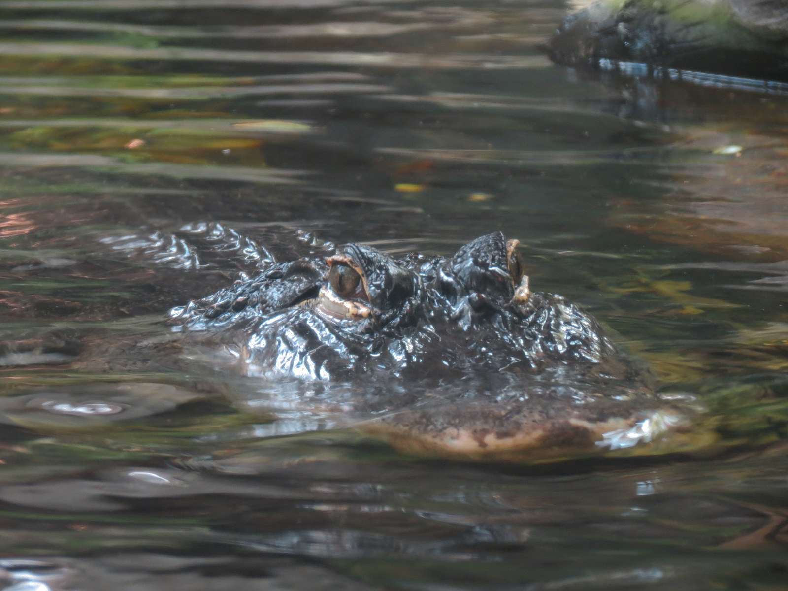 Wetlands Trail - Suwannee River Exhibit - American Alligator