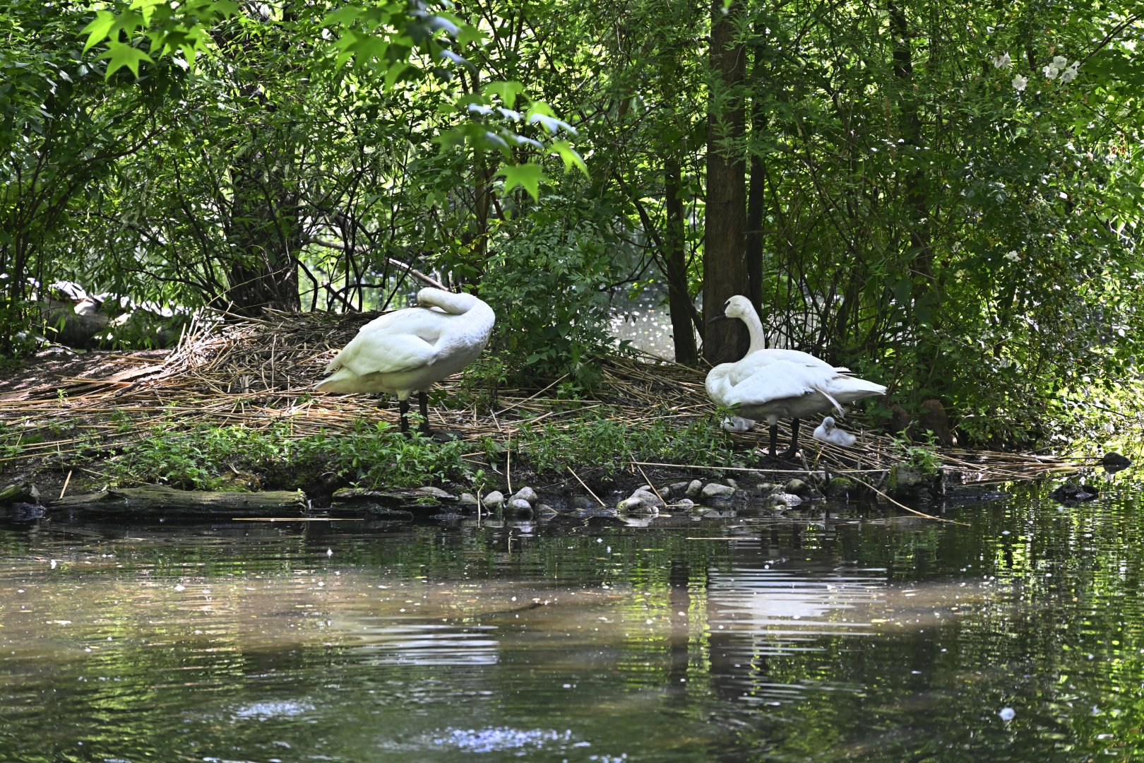 Wetlands - Trumpeter Swans (Cygnus buccinator)
