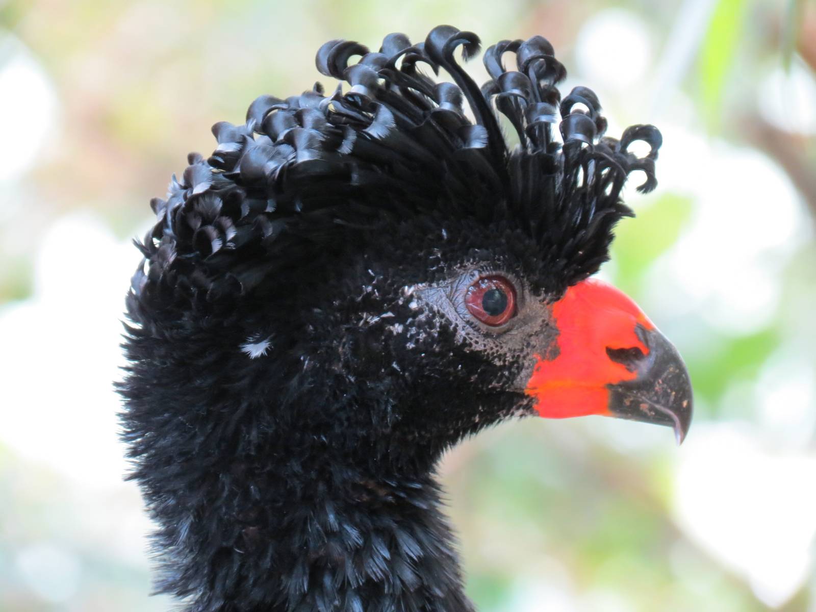 Wetlands - Wattled Curassow
