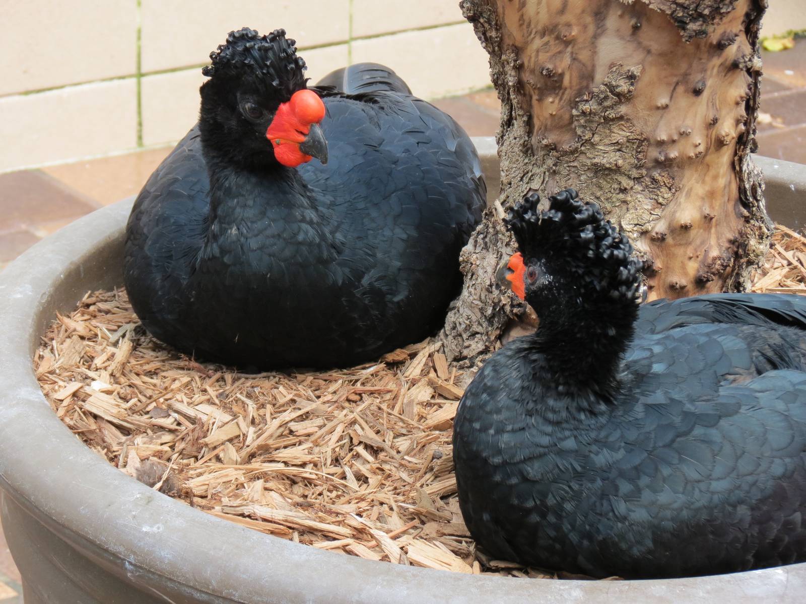 Wetlands - Wattled Curassow