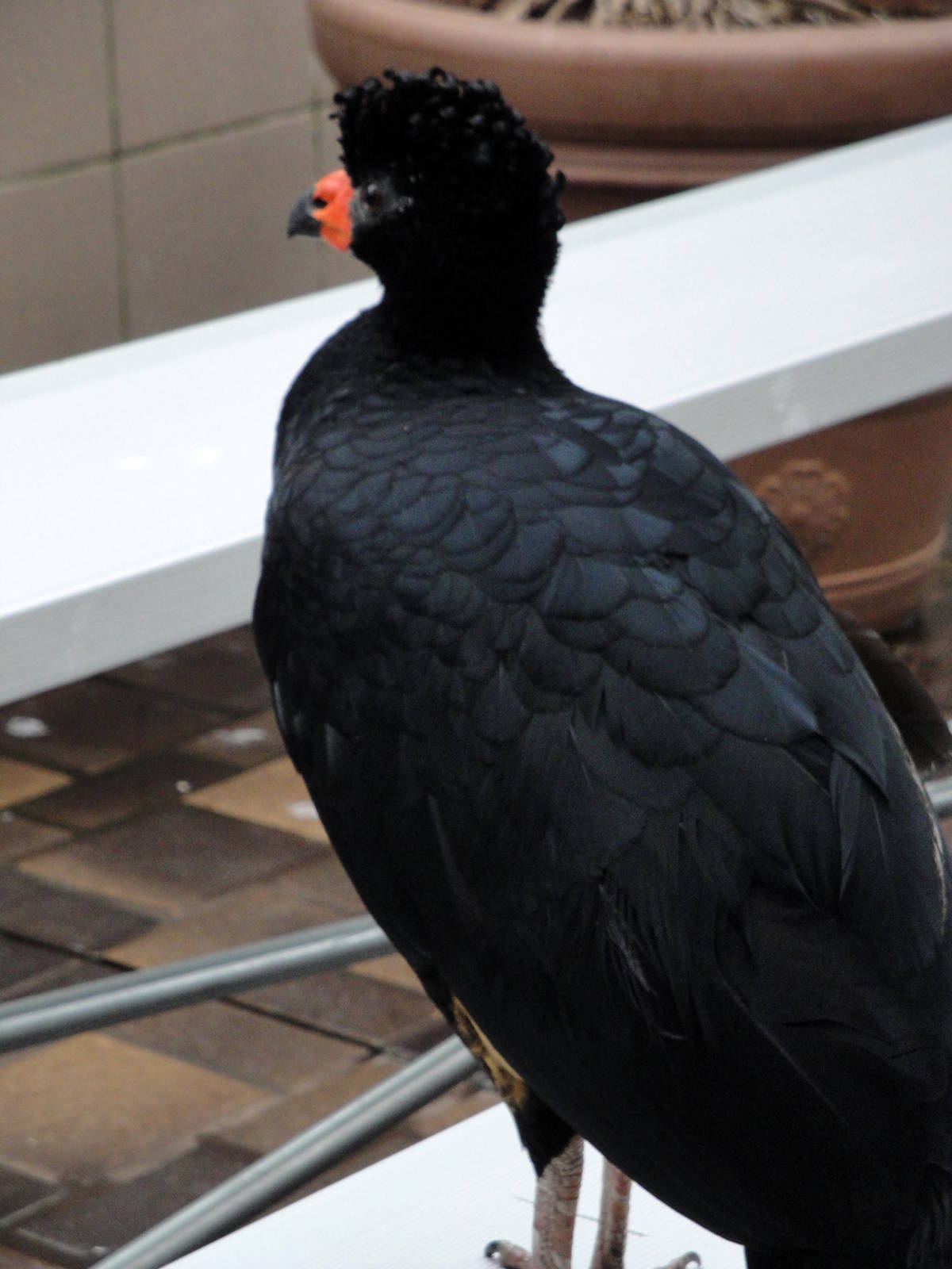 Wetlands - Wattled Curassow