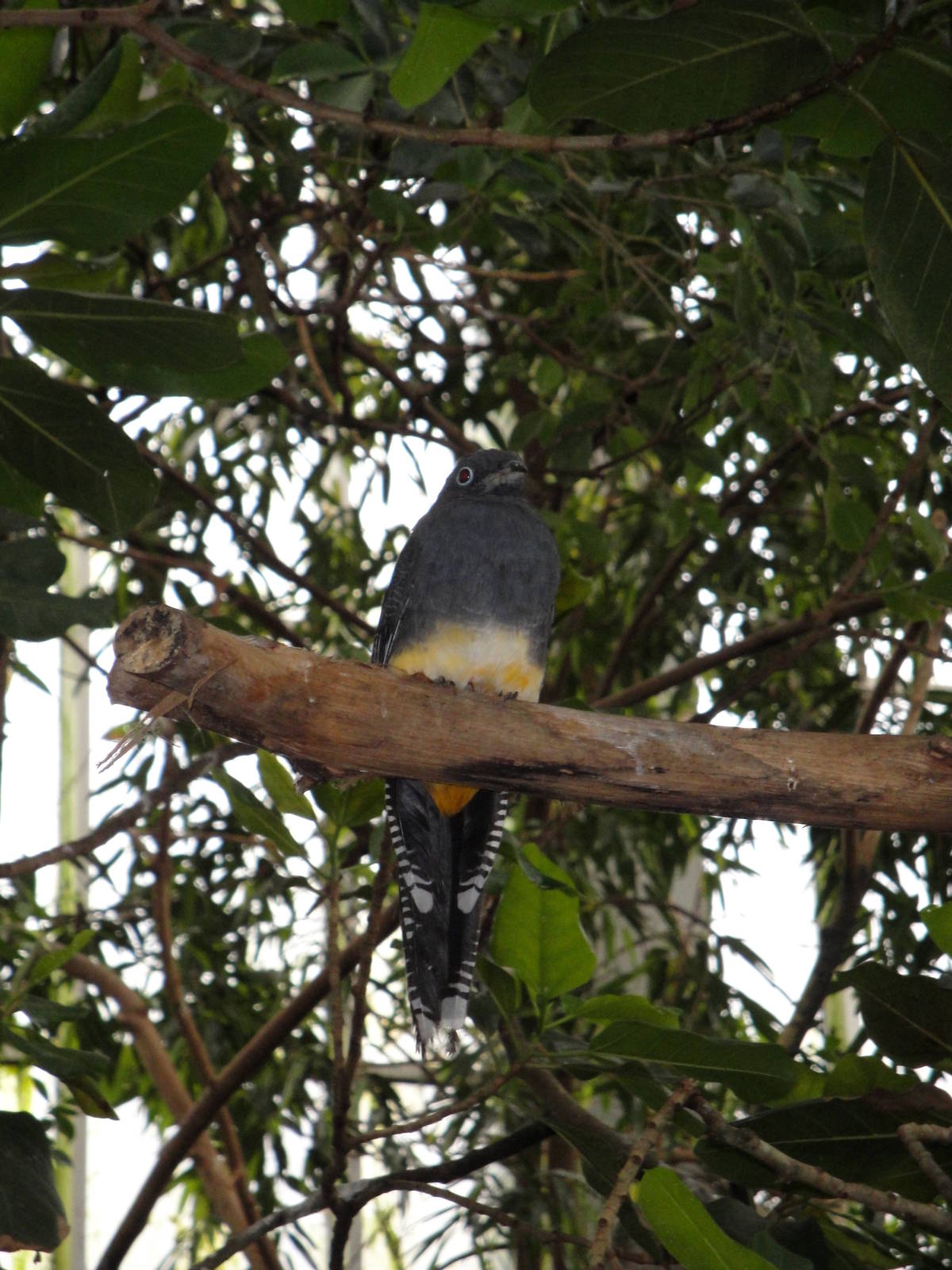 Wetlands - White-tailed Trogon