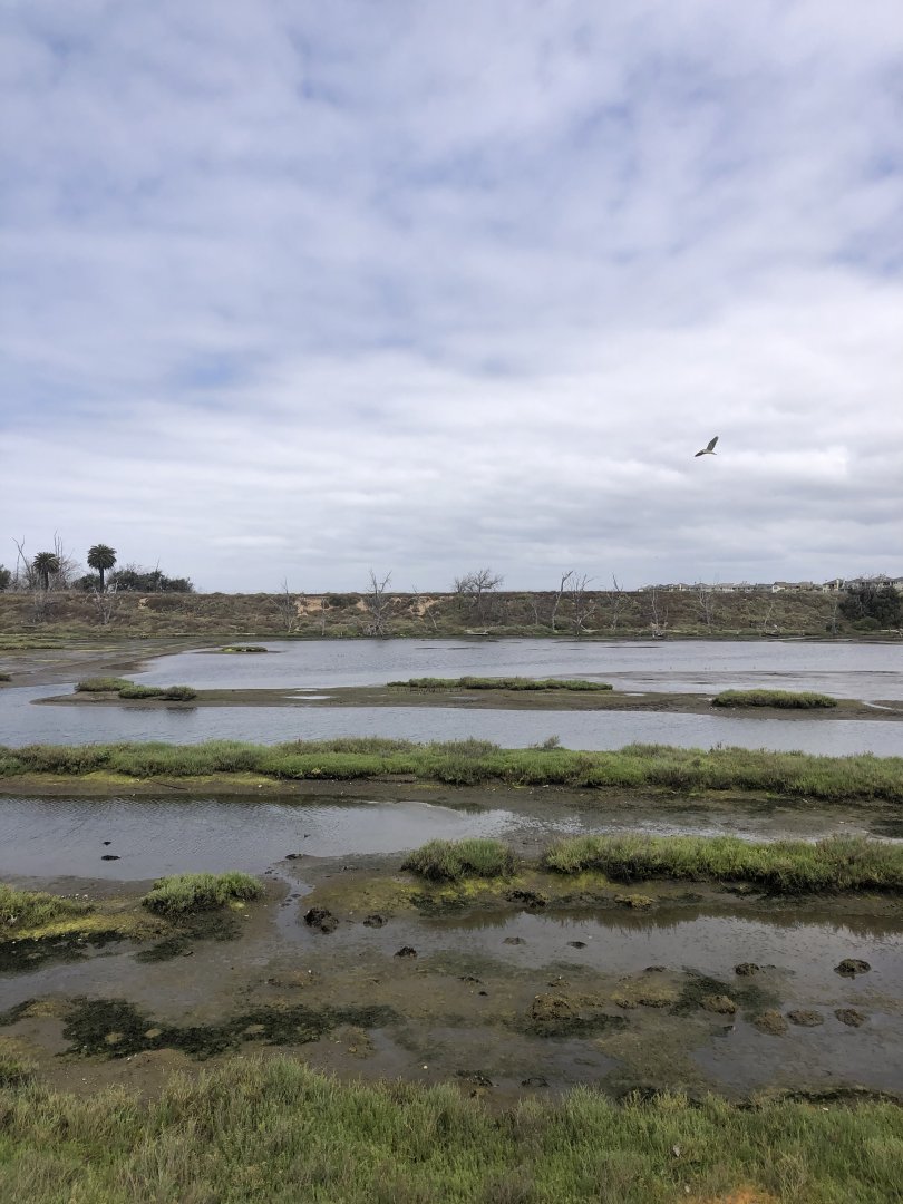 Wetlands with Black Crowned Night Heron