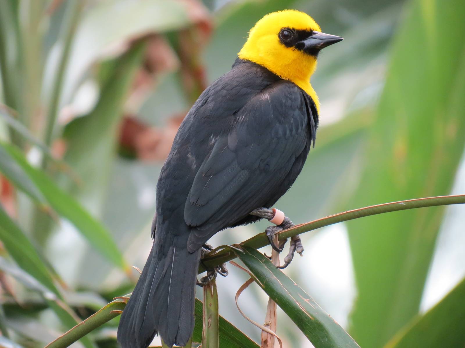 Wetlands - Yellow-hooded Blackbird