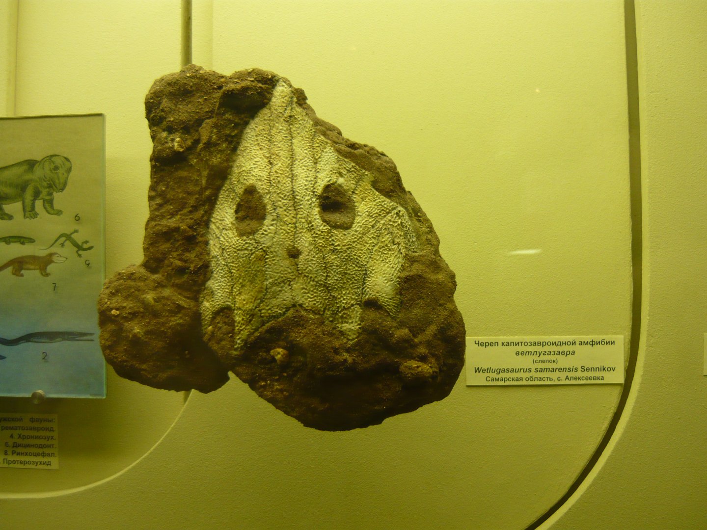 Wetlugasaurus samarensis skull (cast)