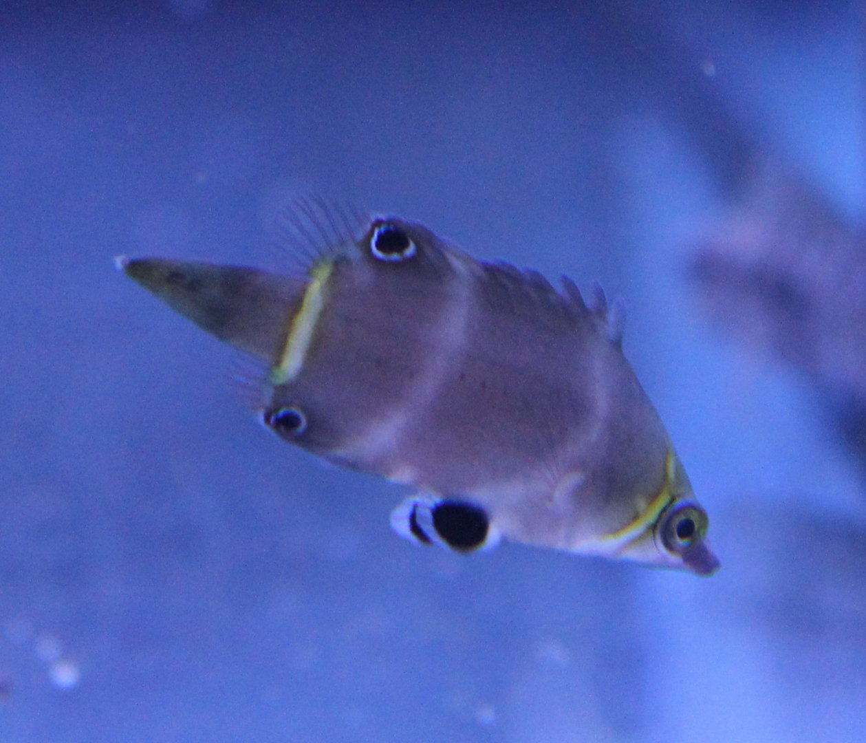 Wetmorella albofasciata