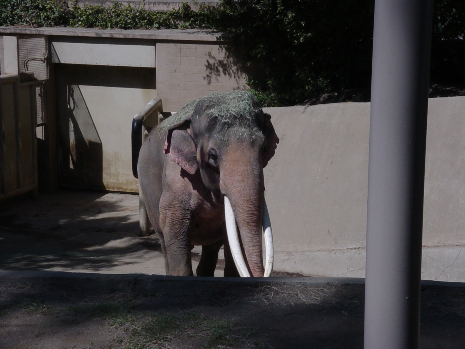 WGASA Bushline Monorail - Asian Elephant