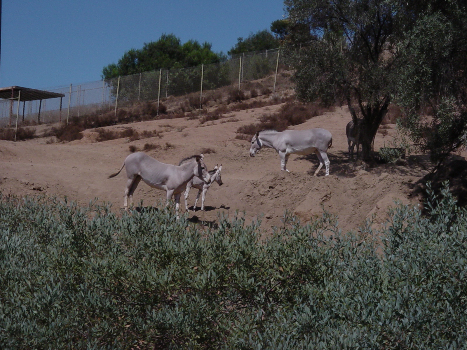 WGASA Bushline Monorail - Somali Wild Ass