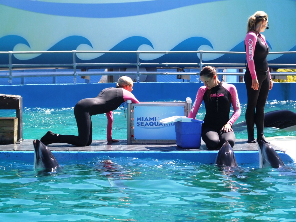 Whale and Dolphin Show Team at Miami Seaquarium, 16/10/13