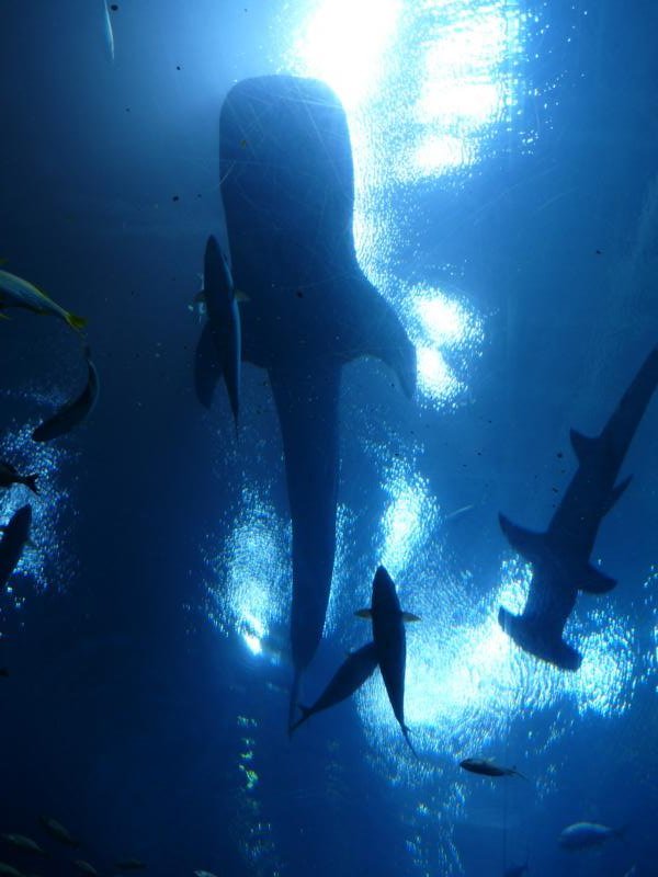 Whale and Hammerhead shark