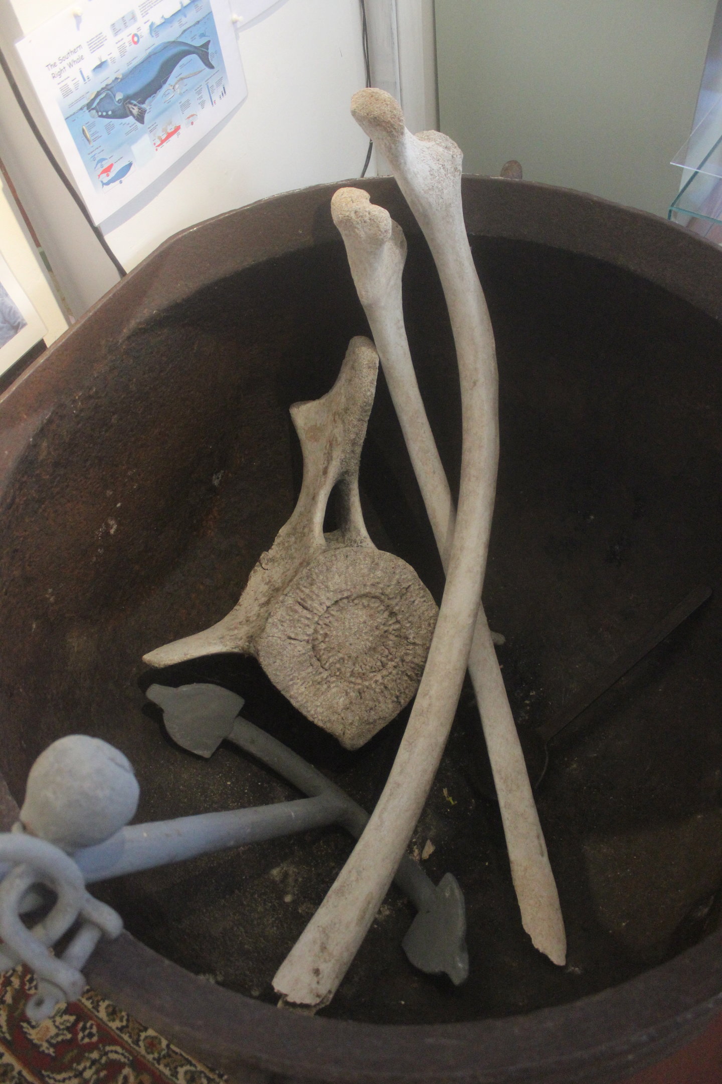 Whale bones & pot, Kāpiti Coast Museum