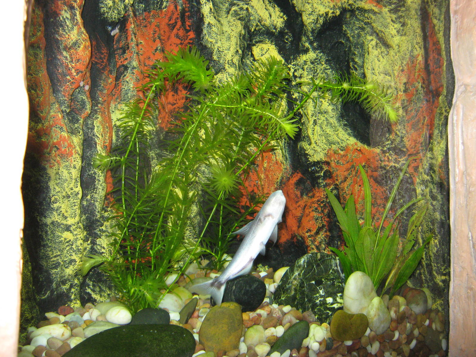 whale candiru (Cetopsis coecutiens)